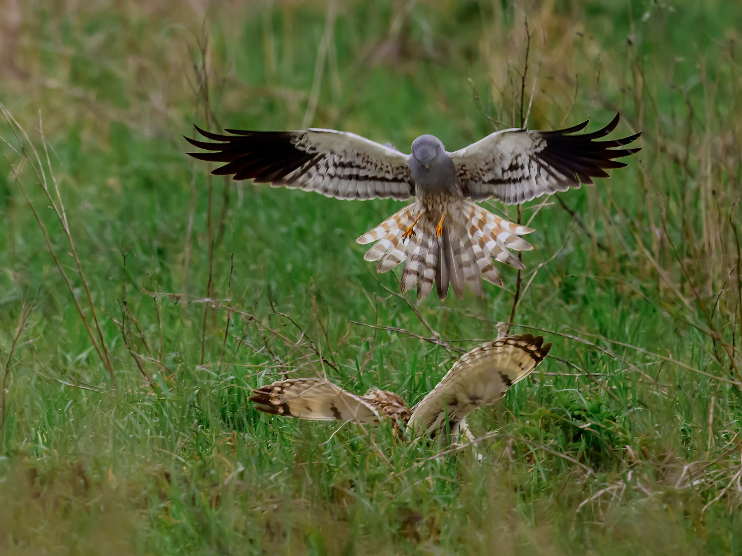 Short eared owl. Wildlife photography by Sergey Puponin