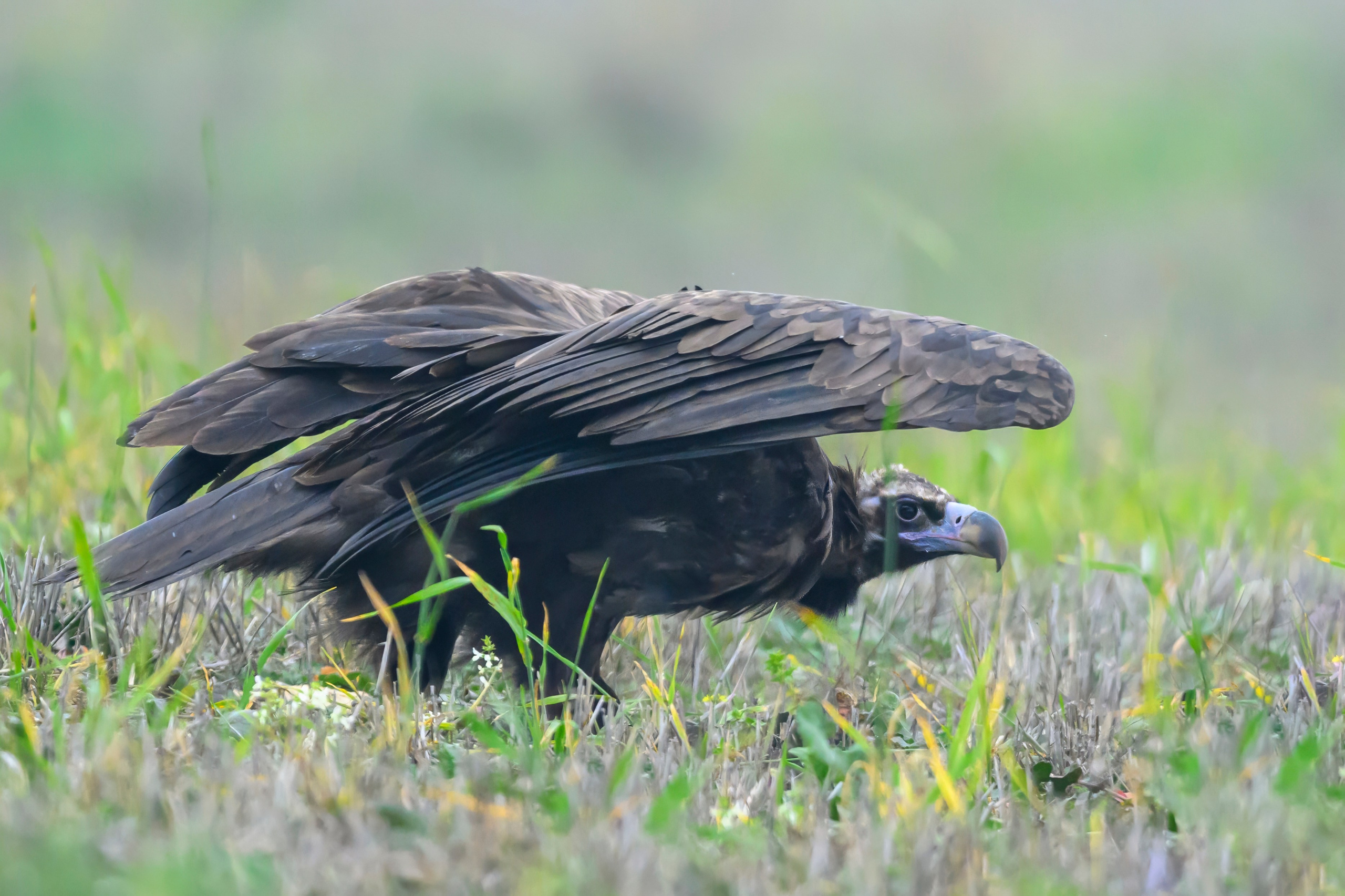 Дагестан. Ноябрь 2025. Фотограф Сергей Пупонин