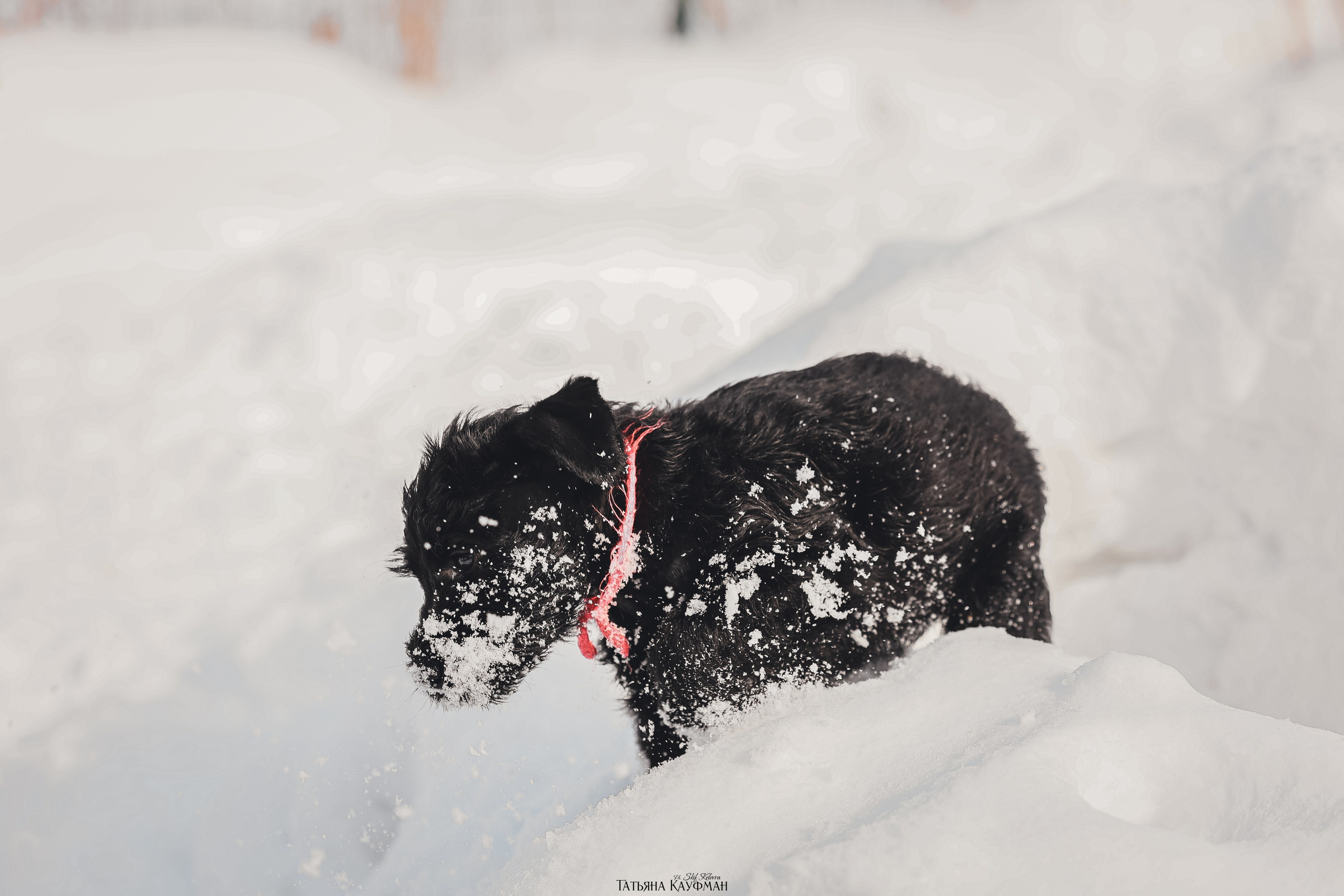 Ризеншнауцер, щенки ризеншнауцера, купить ризеншнауцера, купить щенка, ризеншнауцер Новосибирск, фотосъемка щенков, фотосессия собак, заказать фотосессию, фотографии щенков, сфотографировать щенка, фотограф Анималист, фотограф собак Новосибирск, фотограф анималист Новосибирск