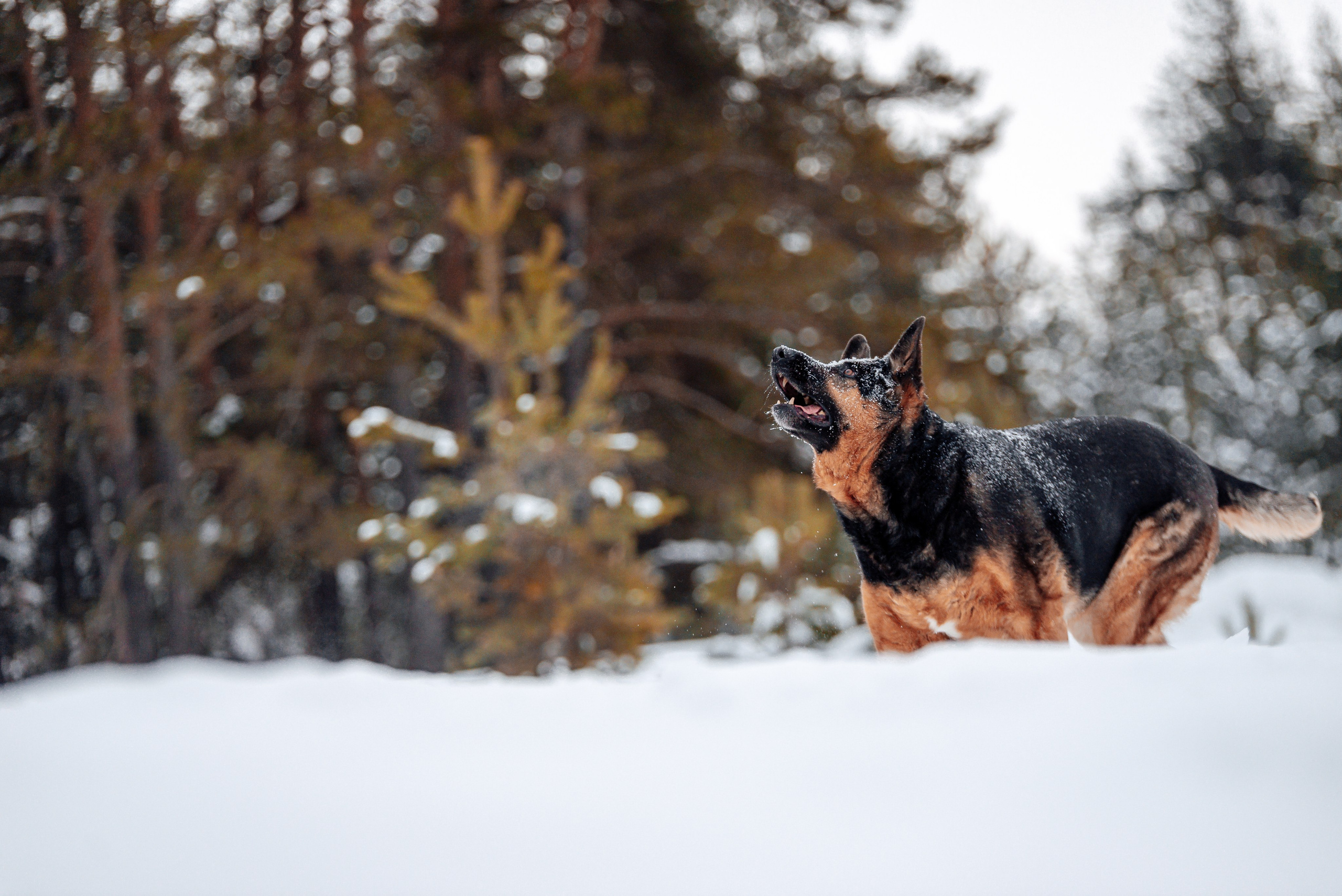 Светлана, Альфа и кошки ✨. Фотограф-анималист Анастасия Парфенова|Екатеринбург