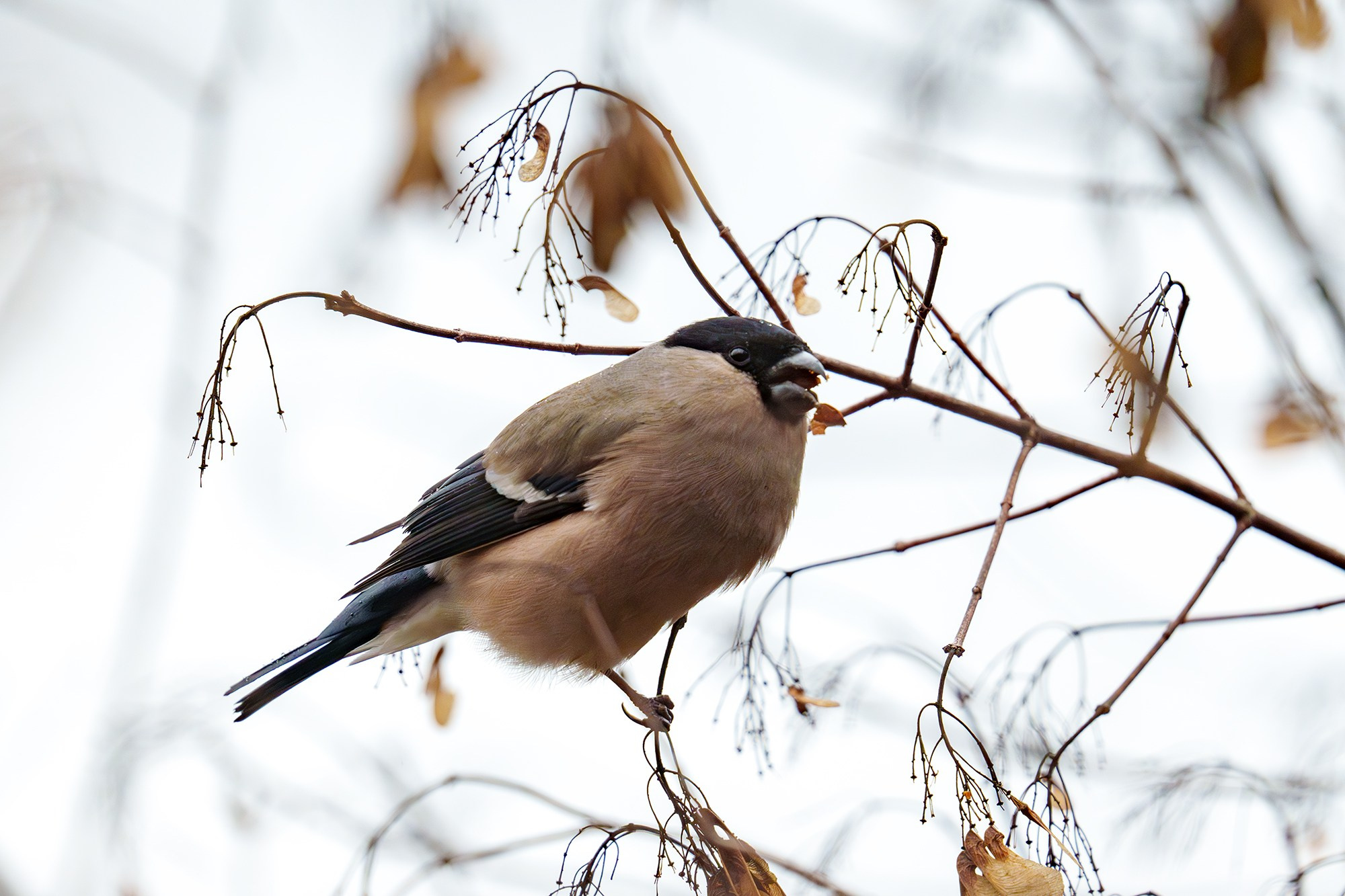 Удивительные мир птиц. Вокруг нас столько прекрасного — присмотритесь!. Ваш личный фотограф Марина Волкова