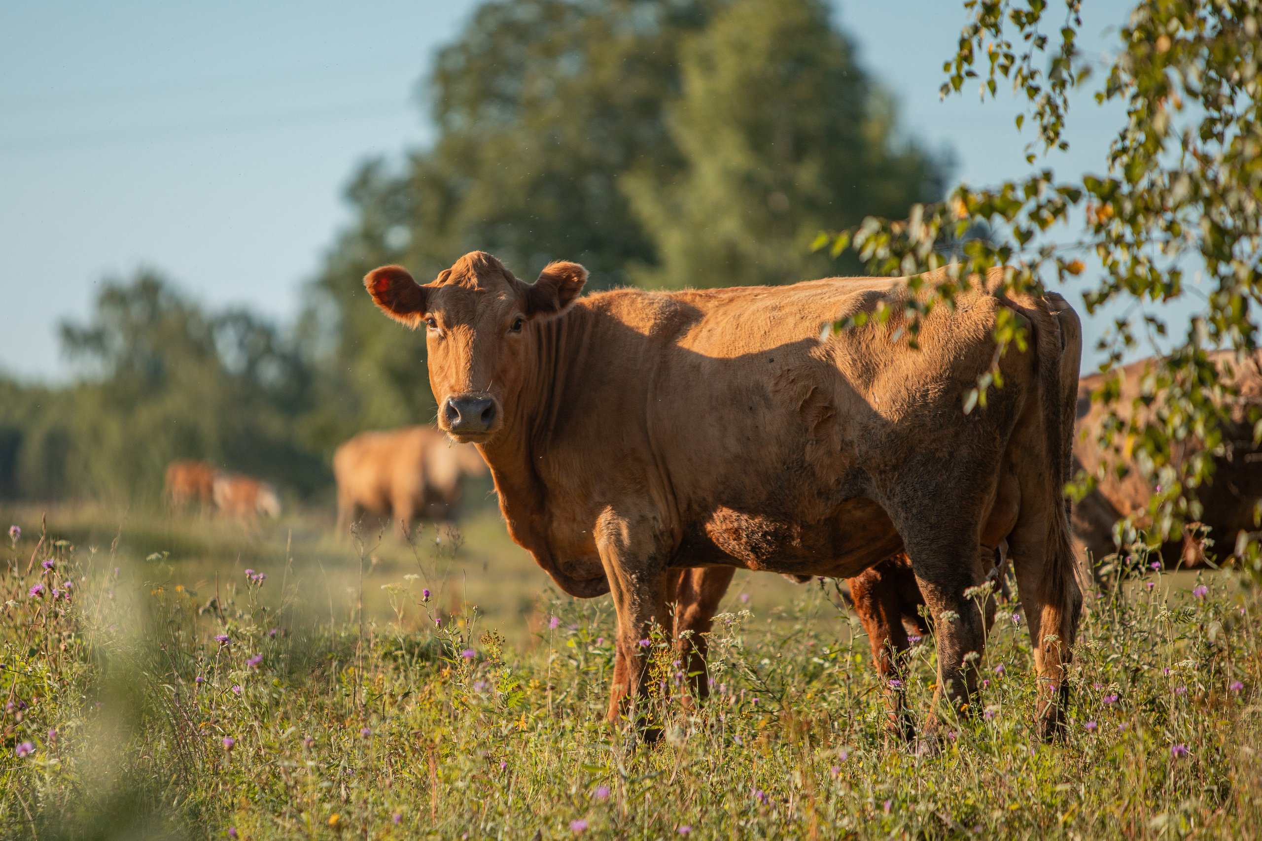 Село Тимирязево, Лухский район. Фотограф Сергей Ловкий