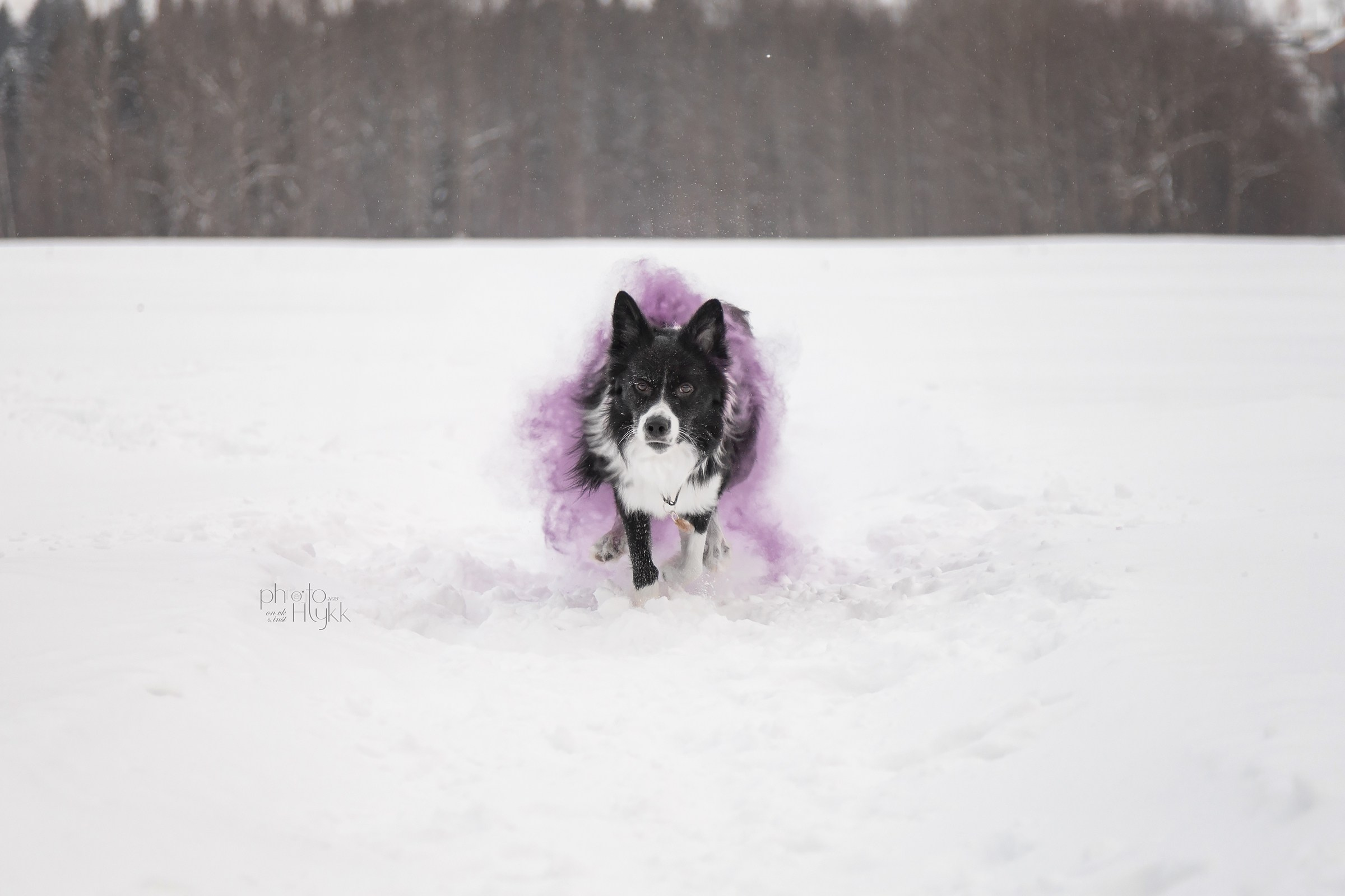 Бордер-колли Найт. Htykk_photo