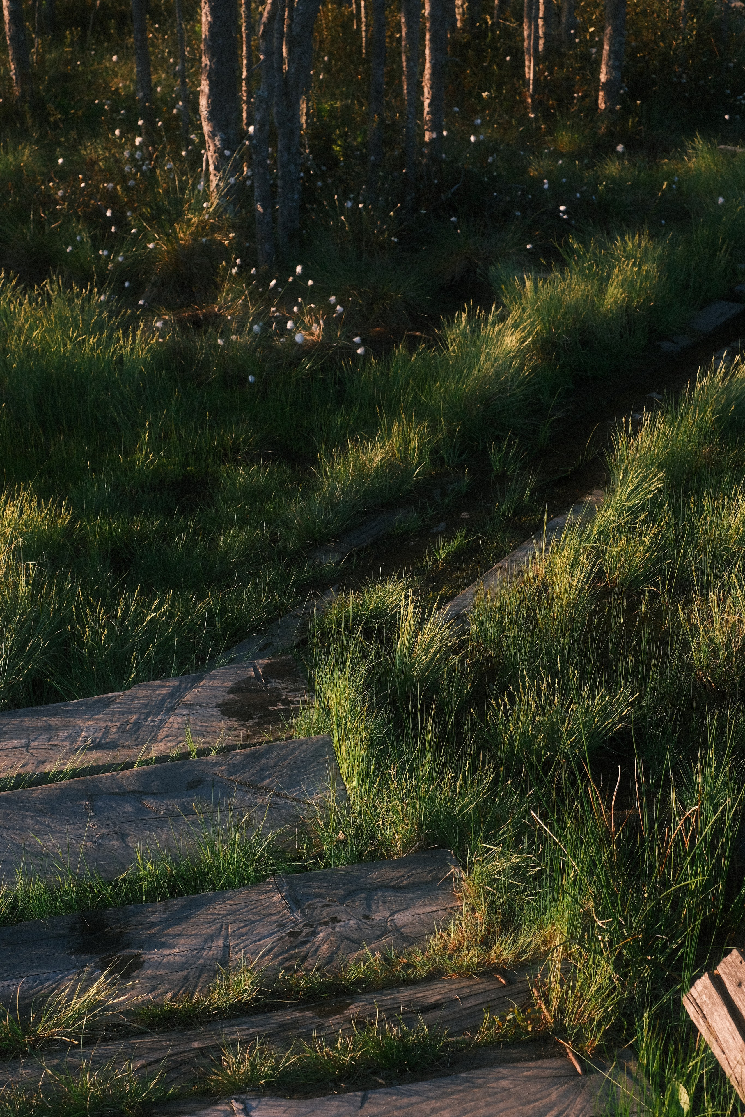 Орехово | май 2025