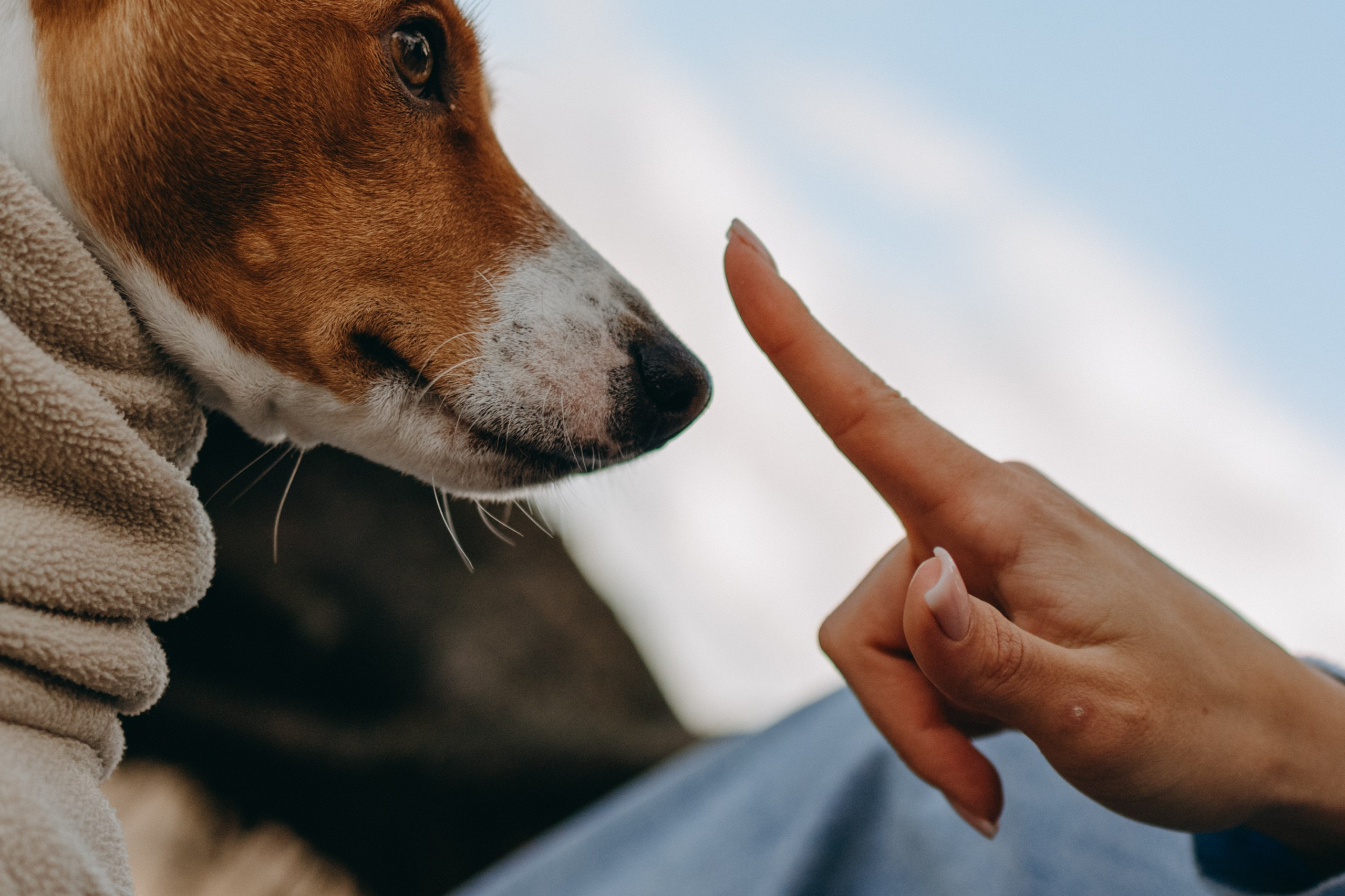 Алиса и Лео. Фотограф — Анималист | Санкт-Петербург