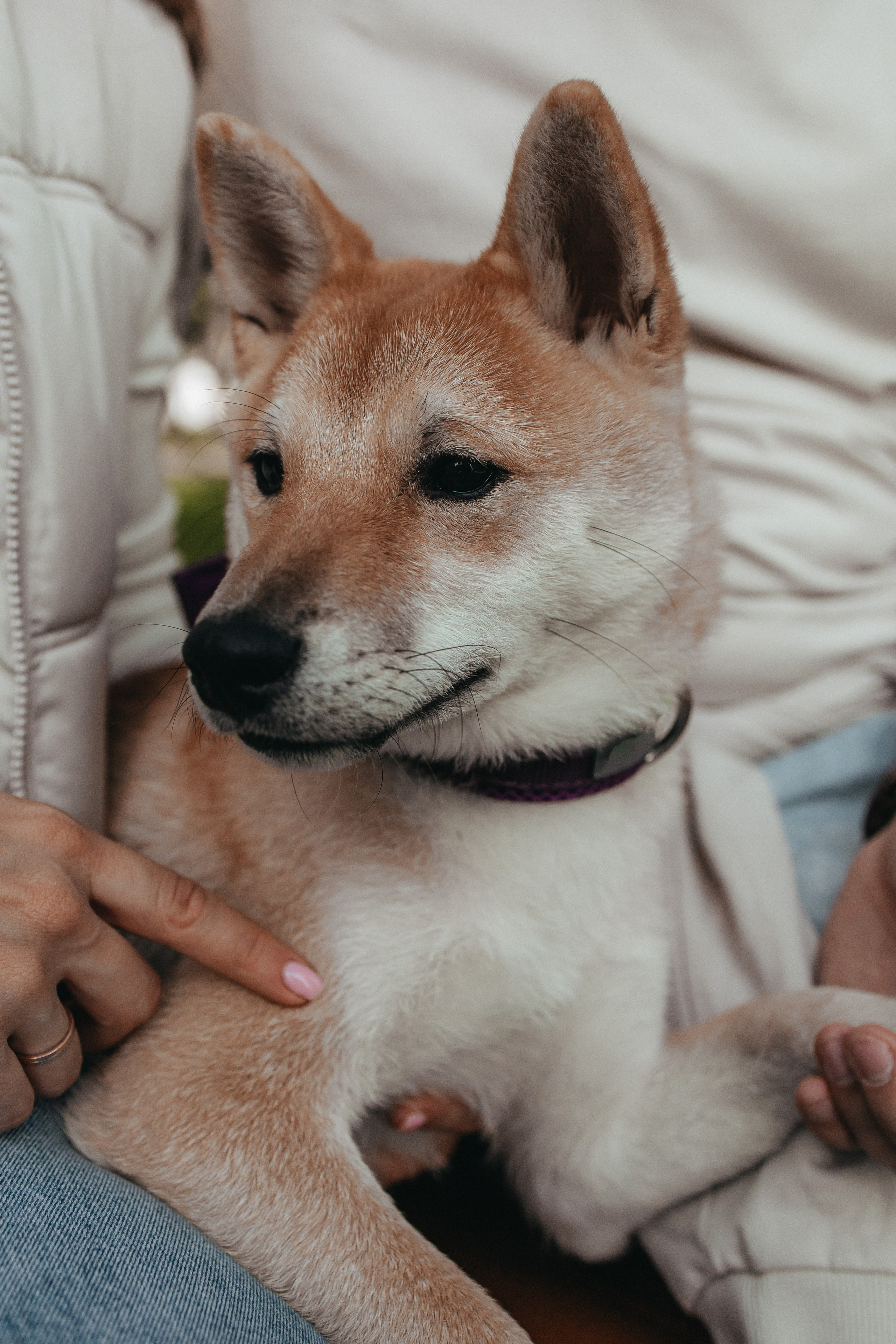 Фотосессия с собакой для Светы, Сергея и их любимчика Апи. Семейный фотограф в Москве, Щелково, Фрязино _ Виктория Степанова