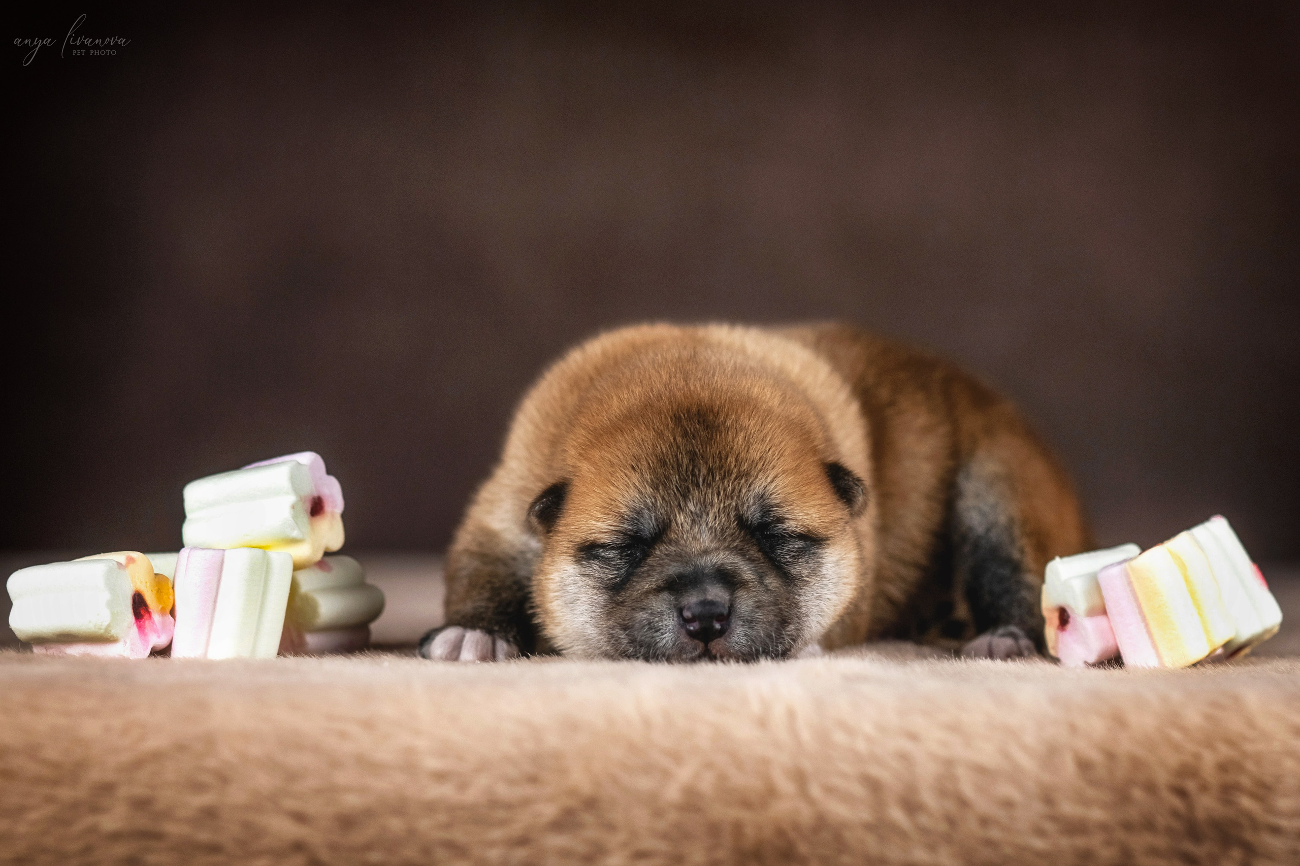 Сибы. Фотограф анималист Аня Ливанова | Рыбинск