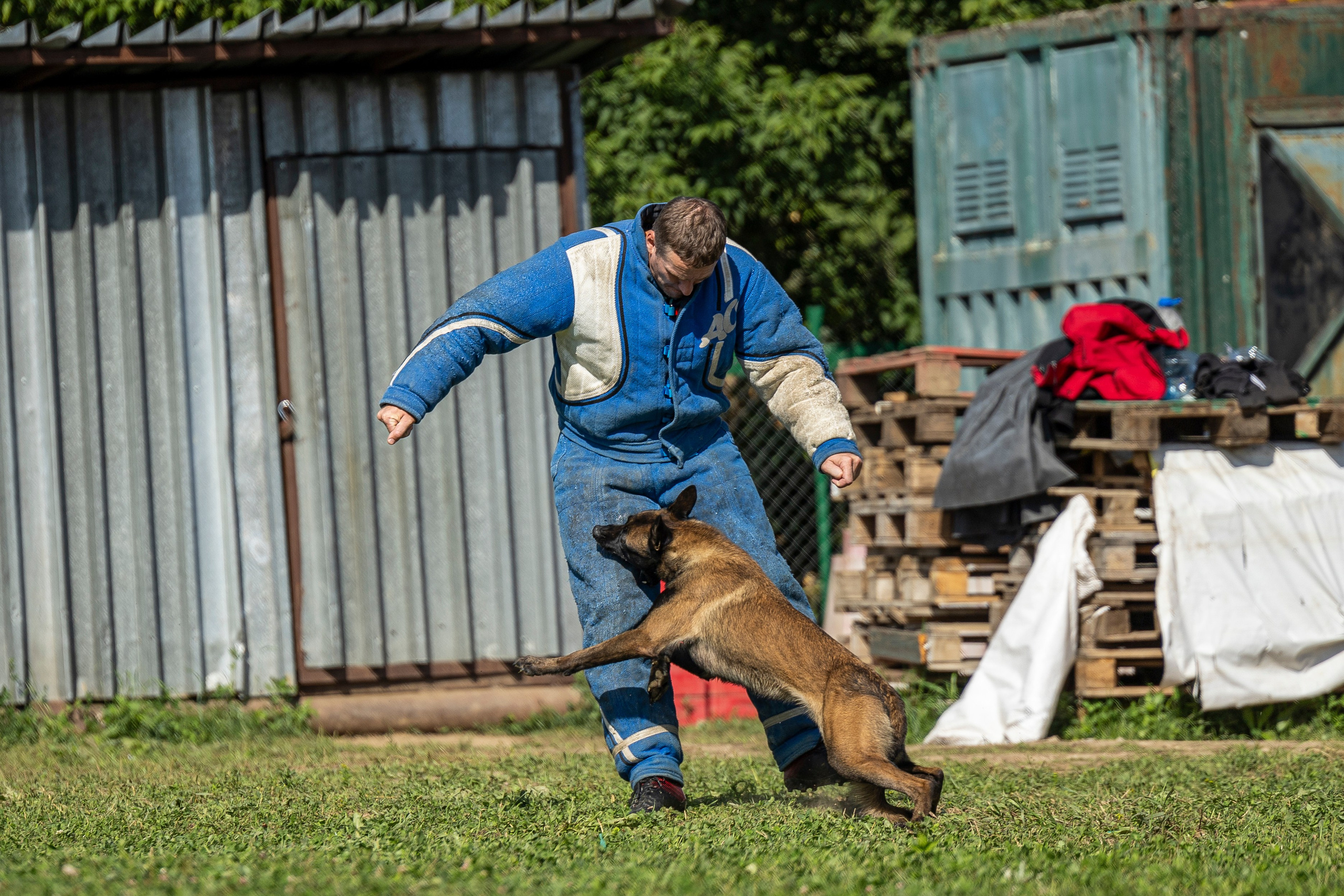 Соревнования по Мондьорингу г. Вологда 10-11.08.2024. Фотограф-анималист Анна Маринич