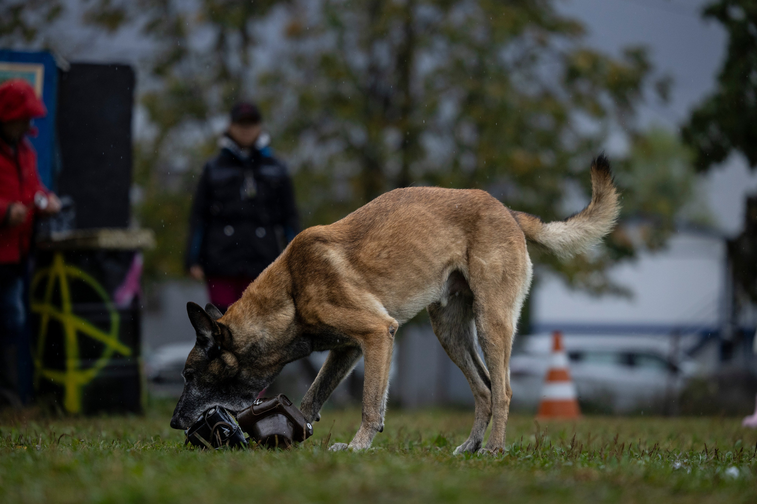 Испытания по Мондьорингу г. Пушкин. Фотограф-анималист Анна Маринич