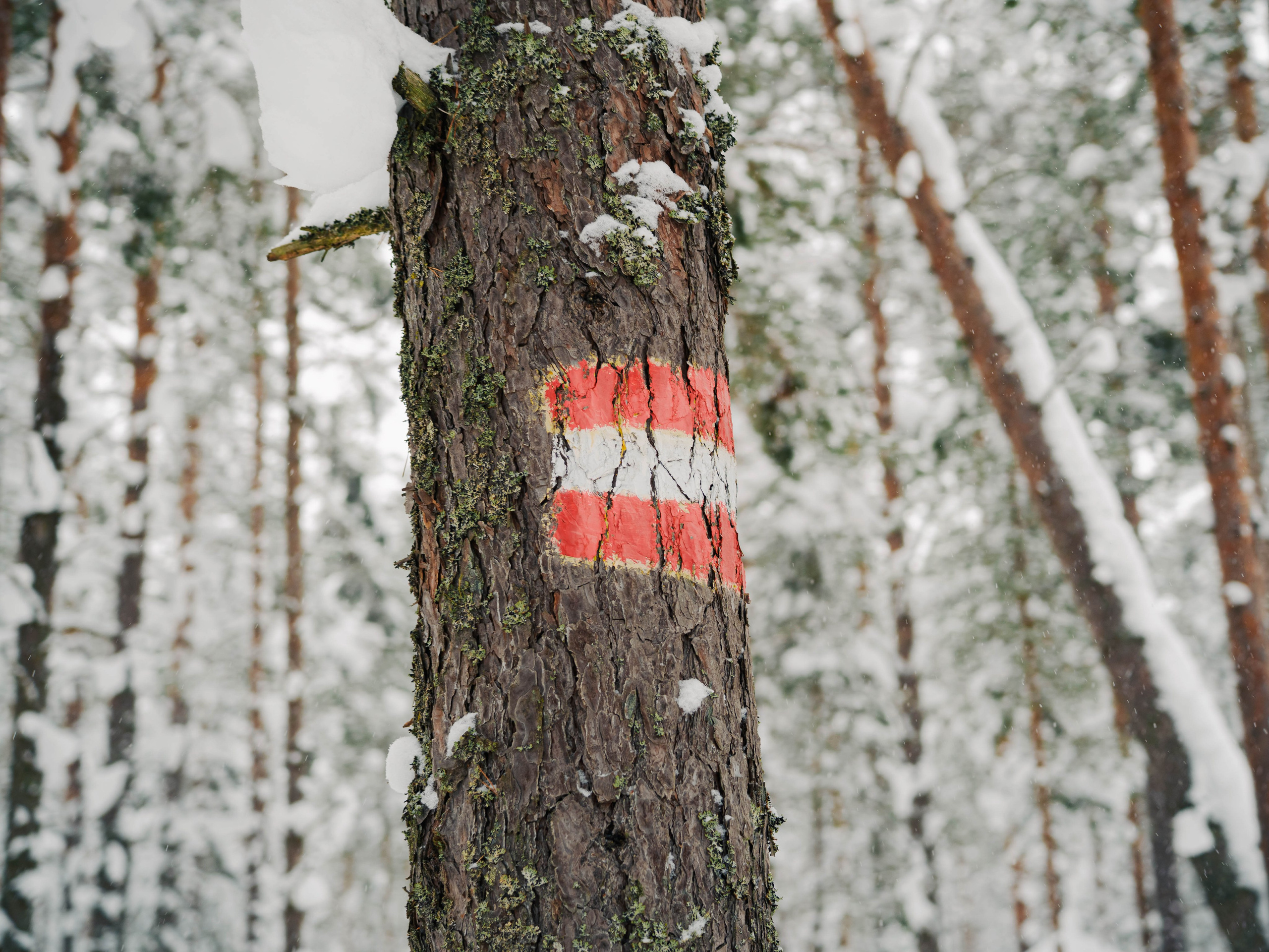 Skuratov Trail Run. Портретный и репортажный фотограф в Санкт-Петербурге Смоляков Максим