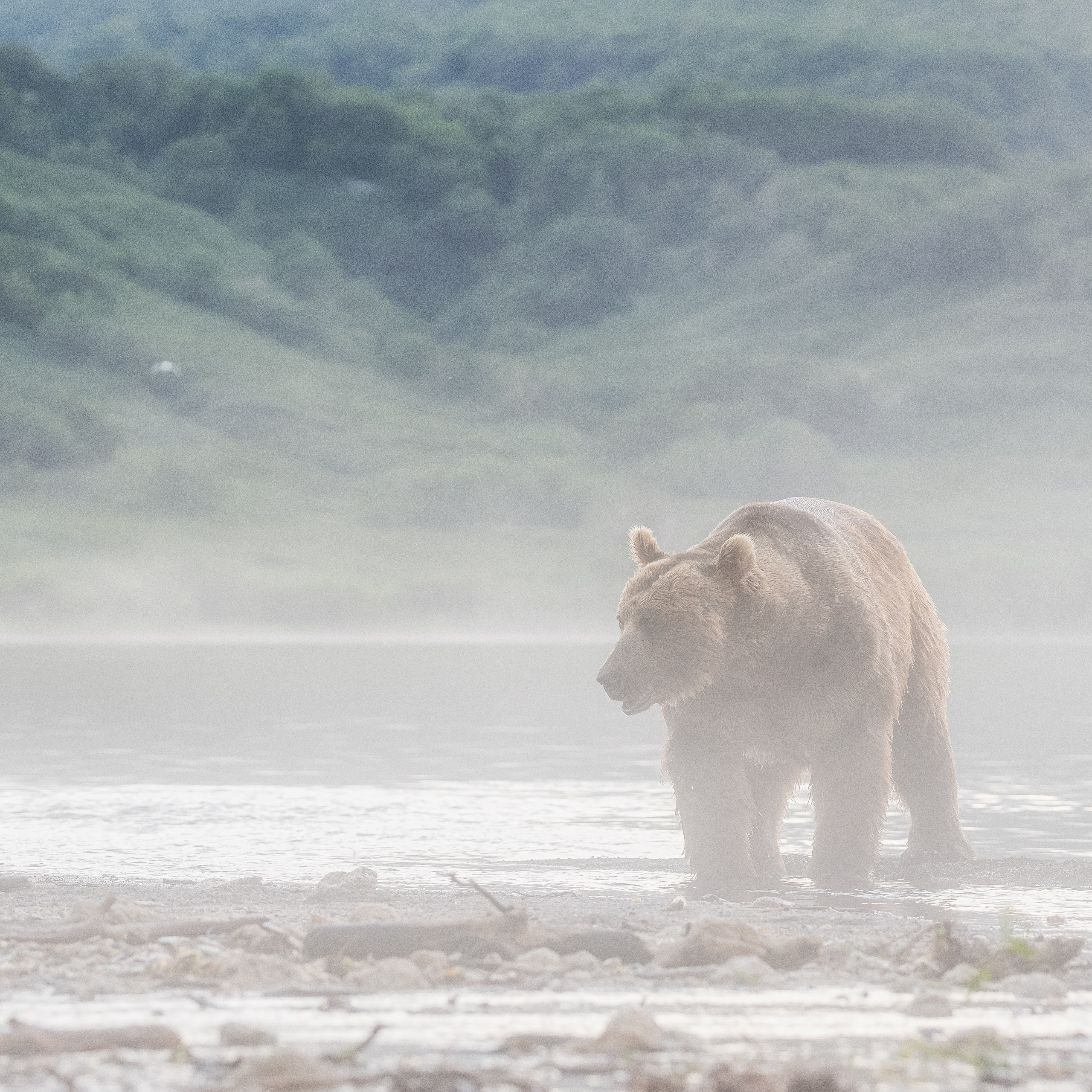 Камчатка — земля медведей. Игорь Иванко — Репортажный и событийный фотограф. Москва