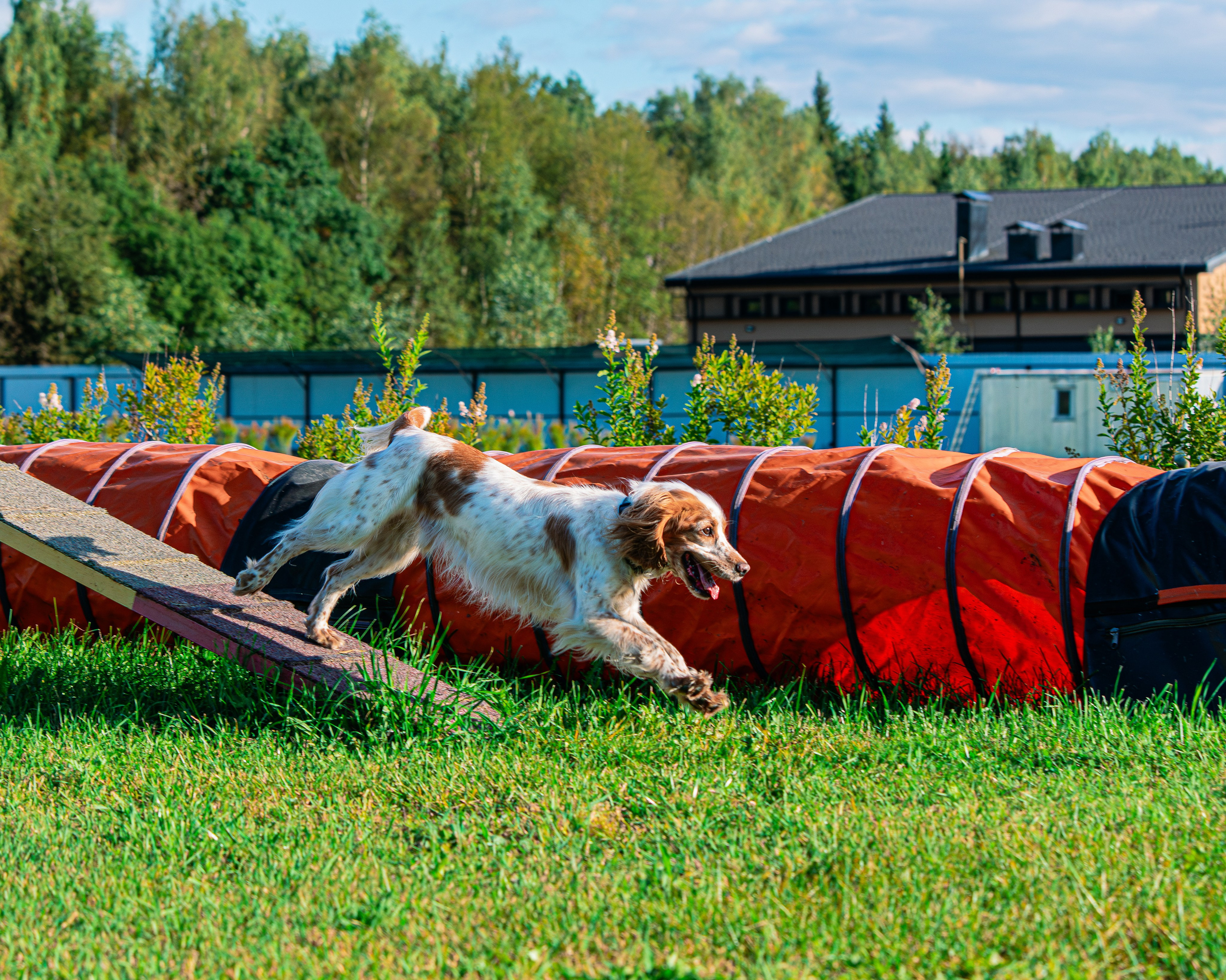 Ваш путь к ПОБЕДЕ (ТРЕНИРОВКИ). Фотограф-анималист, семейный фотограф в Москве и Подмосковье. Фотосъёмка кинологических дисциплин