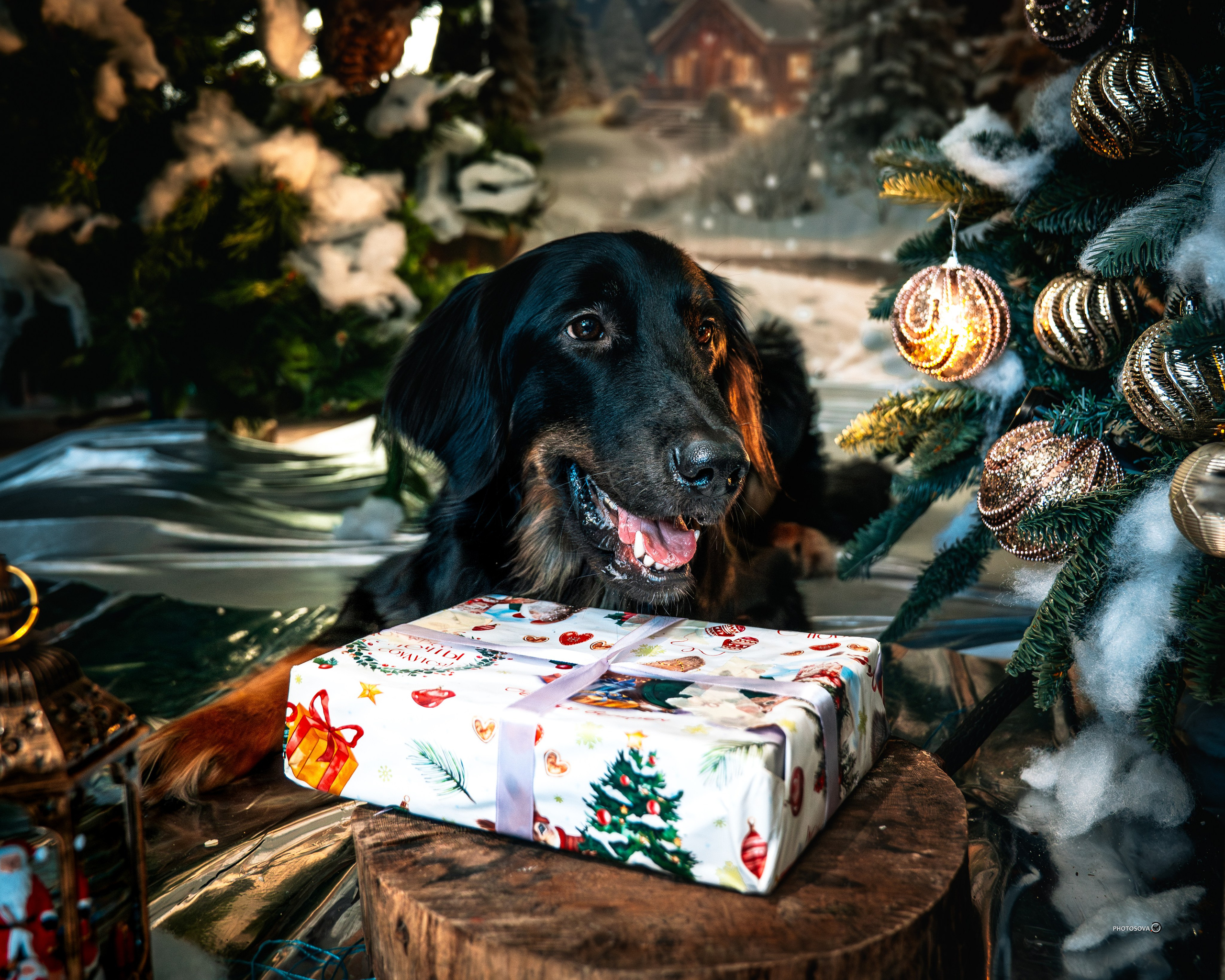 ФОТОПАМЯТЬ ВАШИХ ЭМОЦИЙ. Фотограф-анималист, семейный фотограф в Москве и Подмосковье. Фотосъёмка кинологических дисциплин