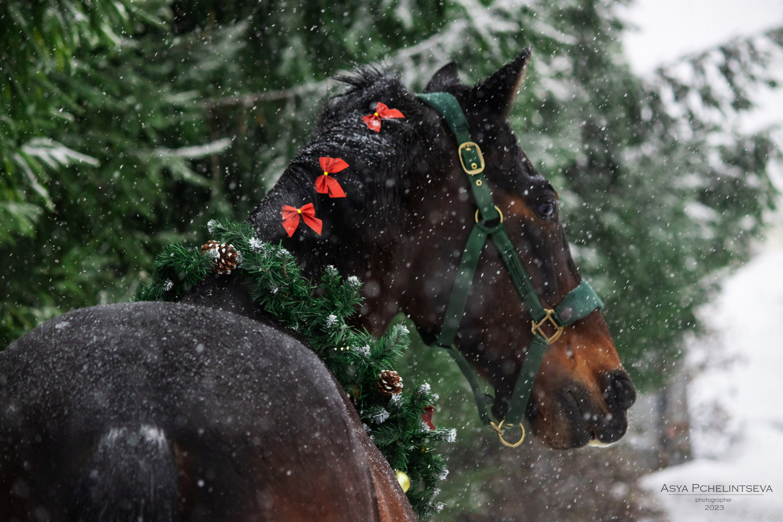 Новогоднее. Ася Пчелинцева, фотограф в СПб и ЛО