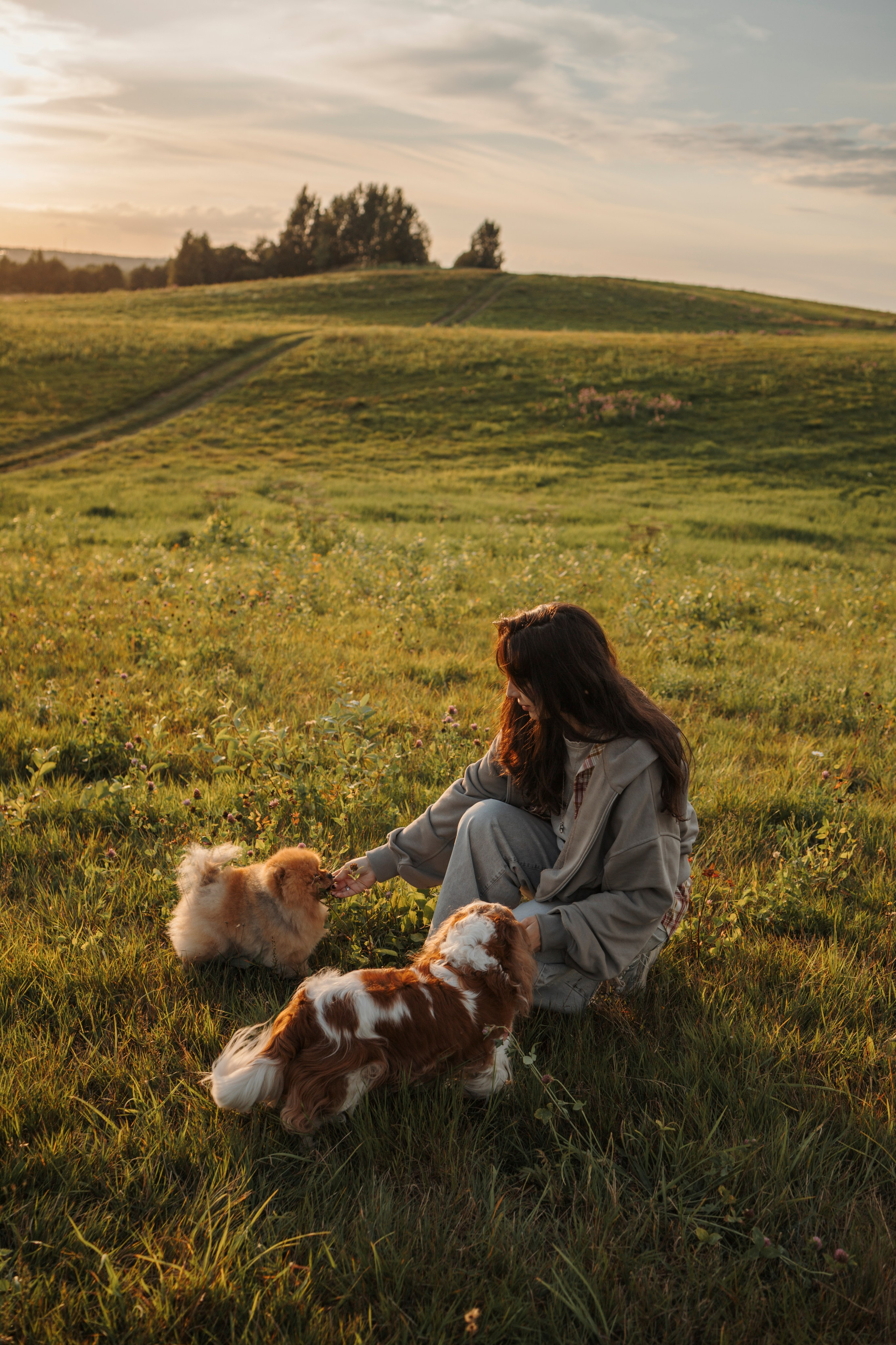 На закате Катерина, Луна и Рикки. Фотограф-анималист в Санкт-Петеребурге Титова Алиса