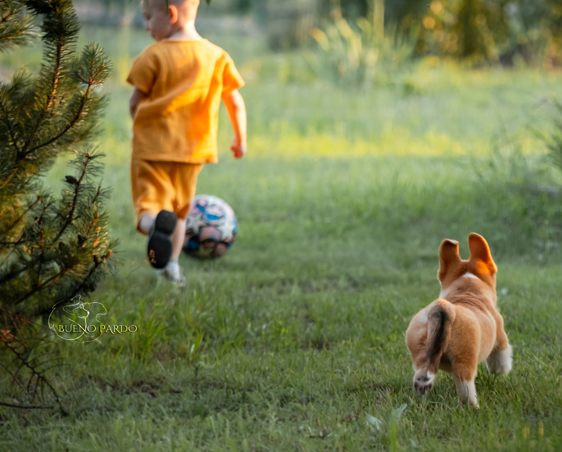 Щенки вельш корги пемброк из питомника. Питомник собак Акита, Хаски, Корги