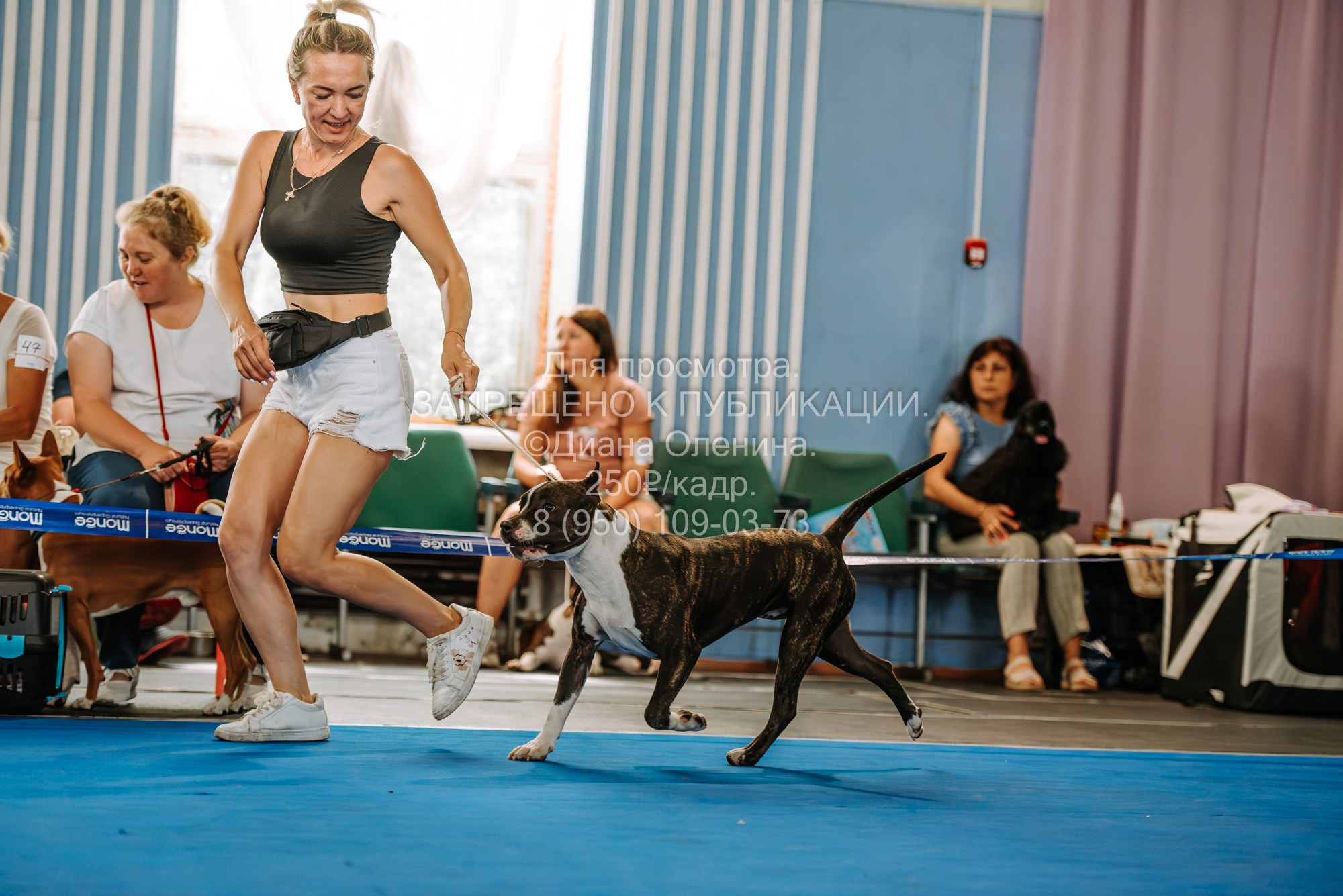 Национальная выставка собак всех пород ранга САС-IKU «Кубок Красноярск. Фотограф Диана Оленина Красноярск / Братск