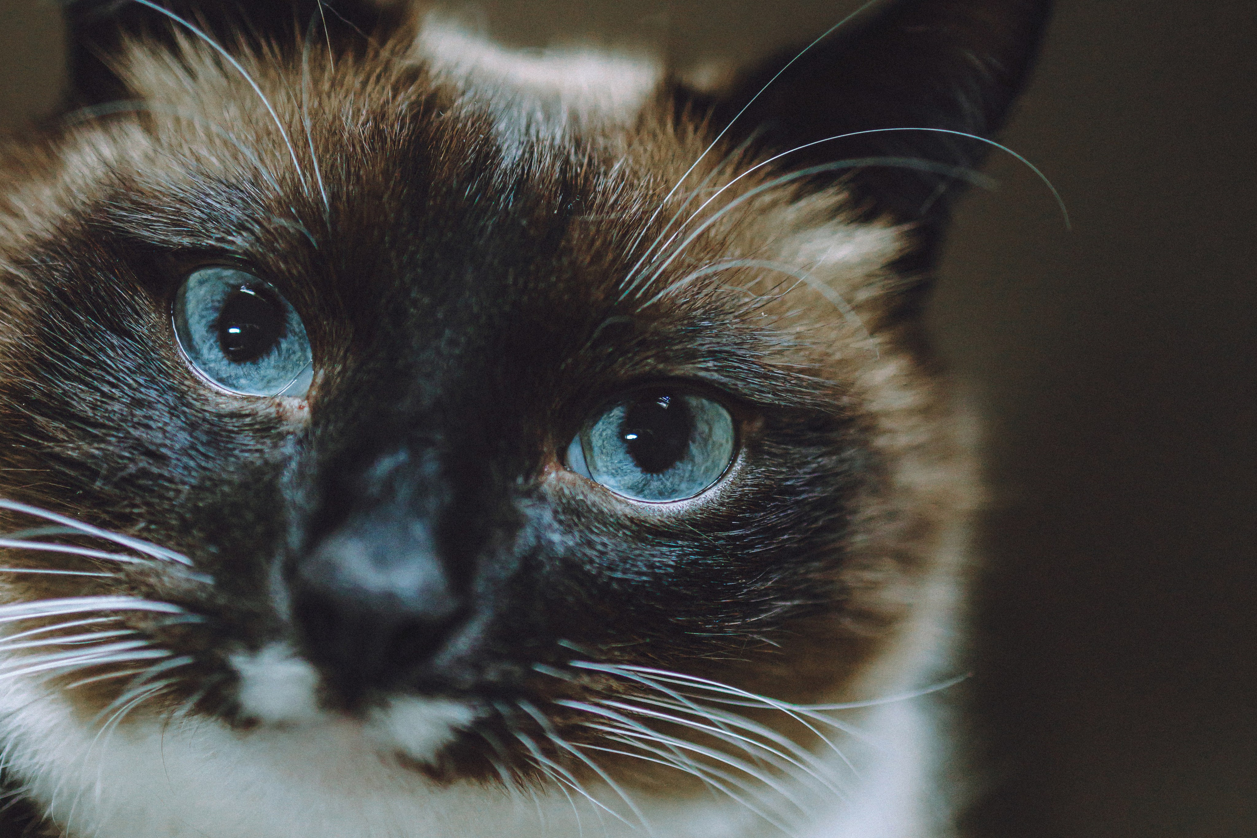 Наташа, Маруся и Зефир