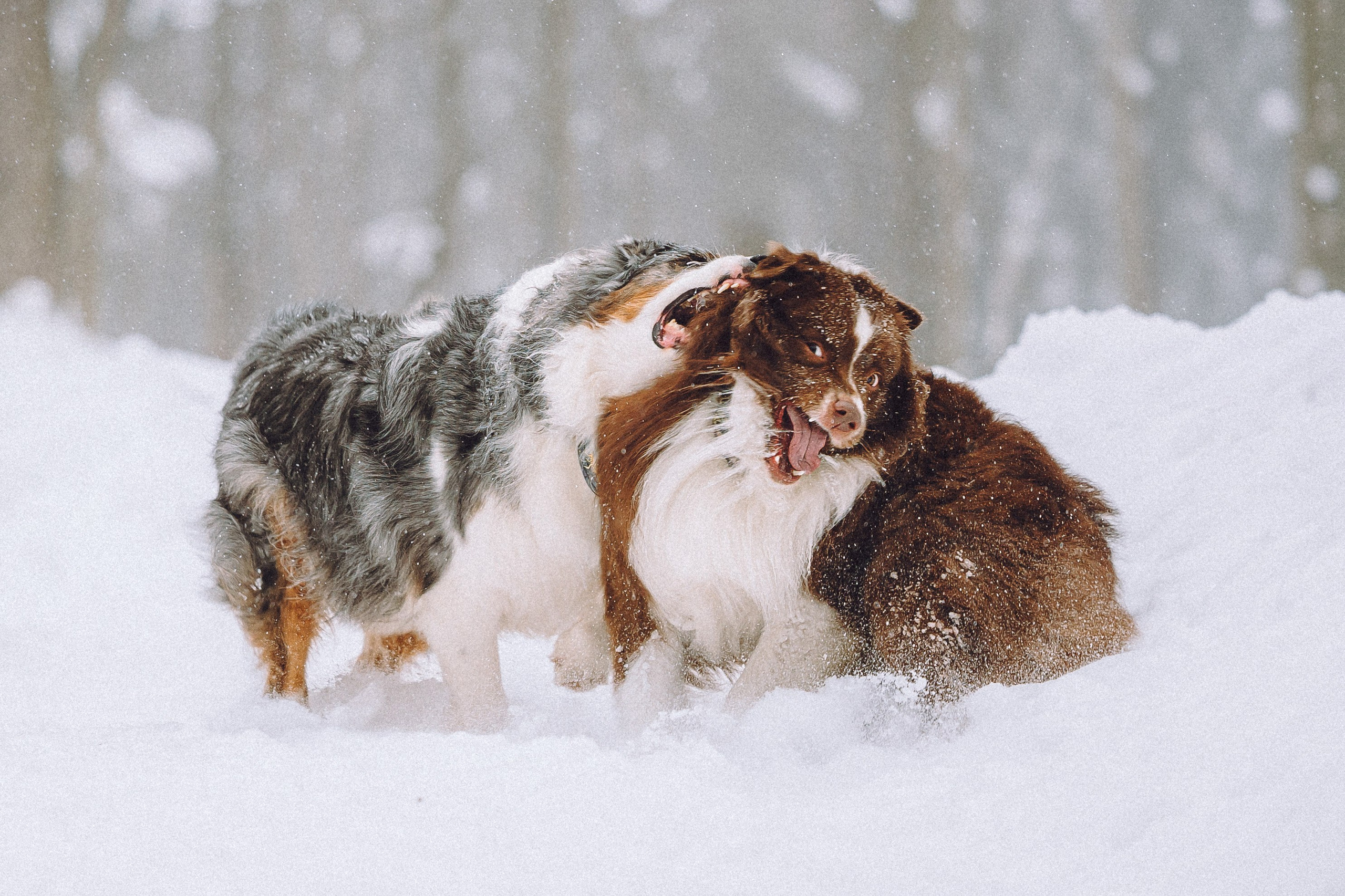 Лена, Принц и Фенек
