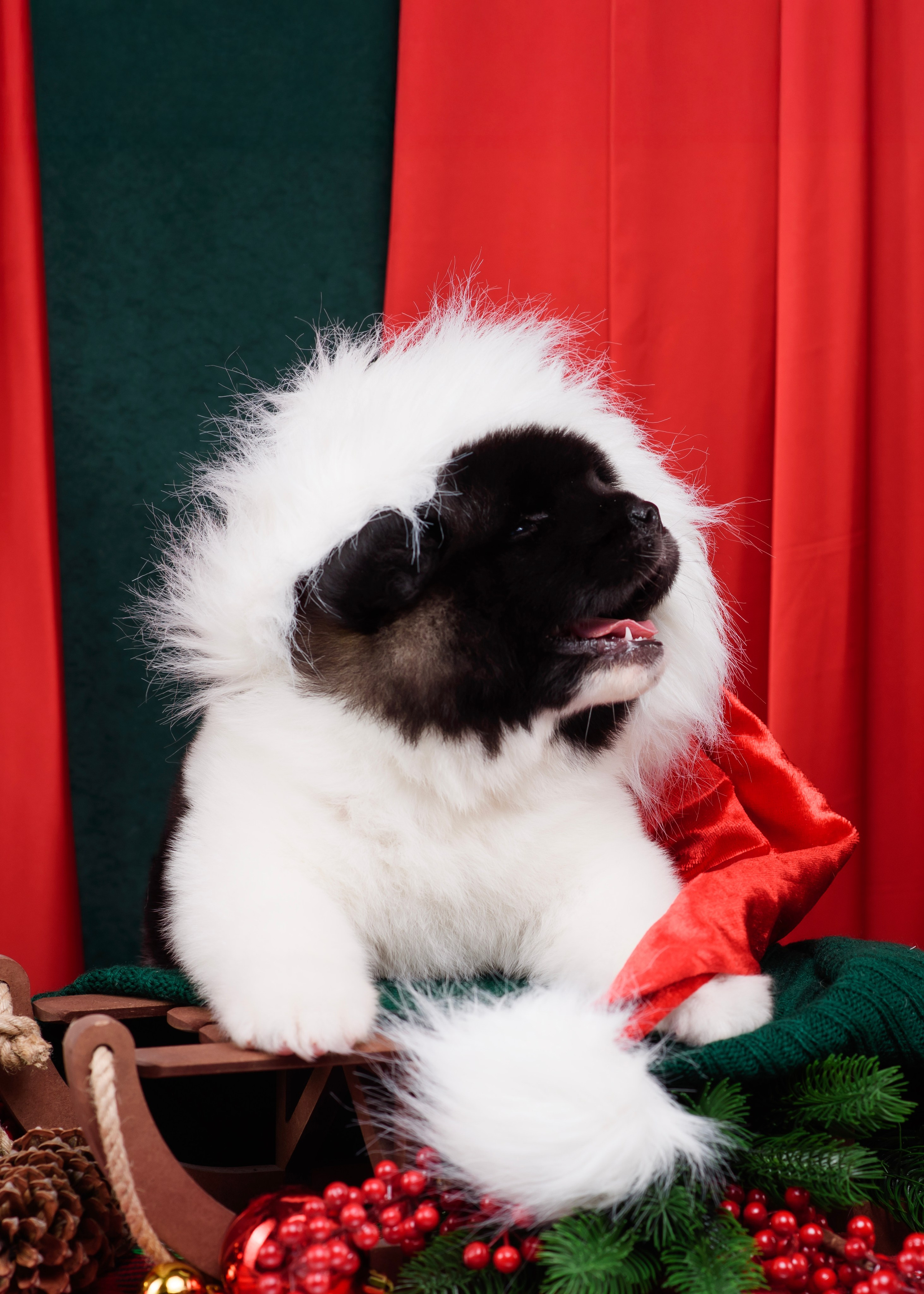 Щенки Американской Акиты. Фотограф — Анималист | Анна Абрамова