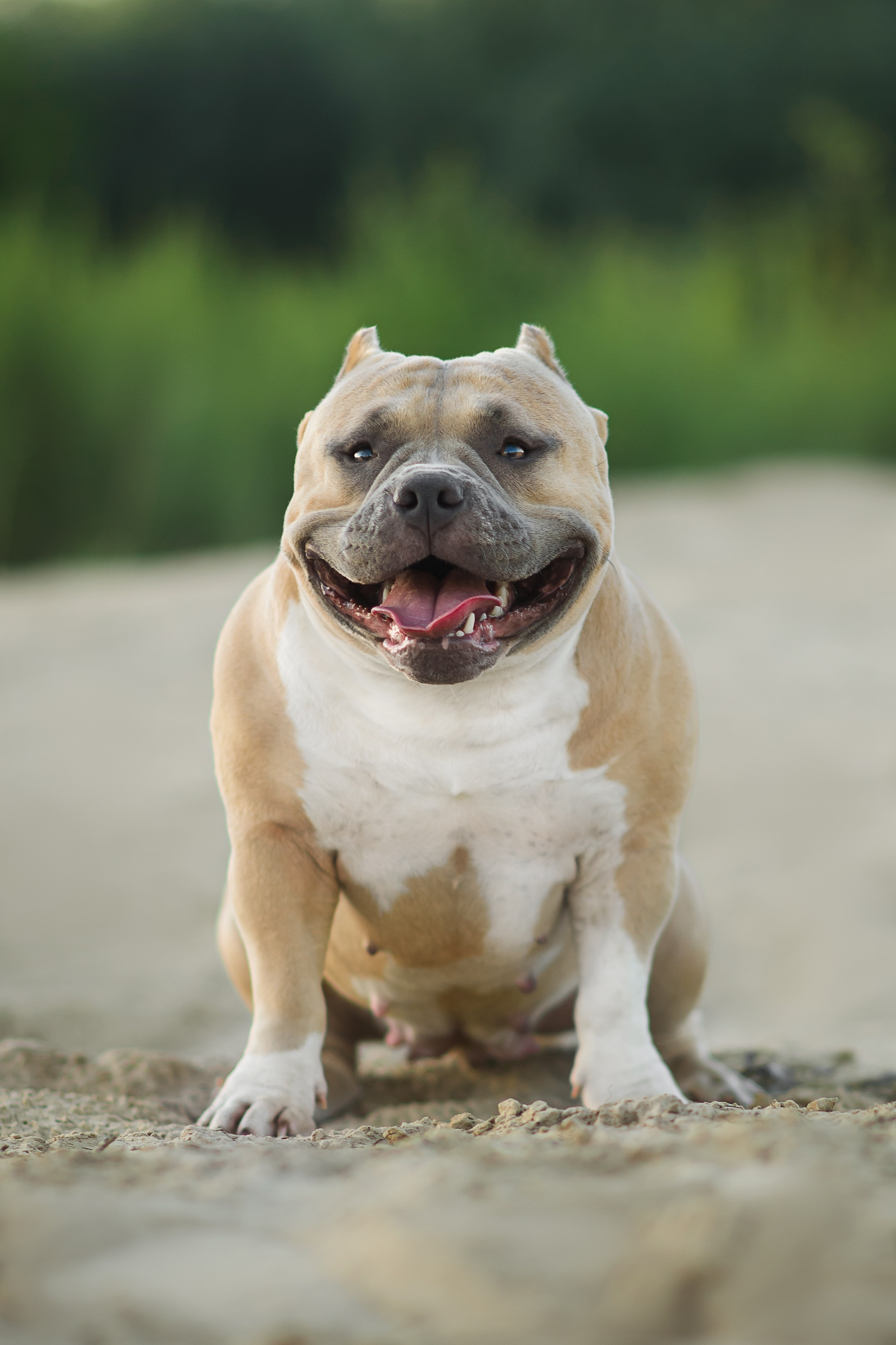 Тея — Амбулли — 23.07.2024. Фотограф — Анималист | Анна Абрамова