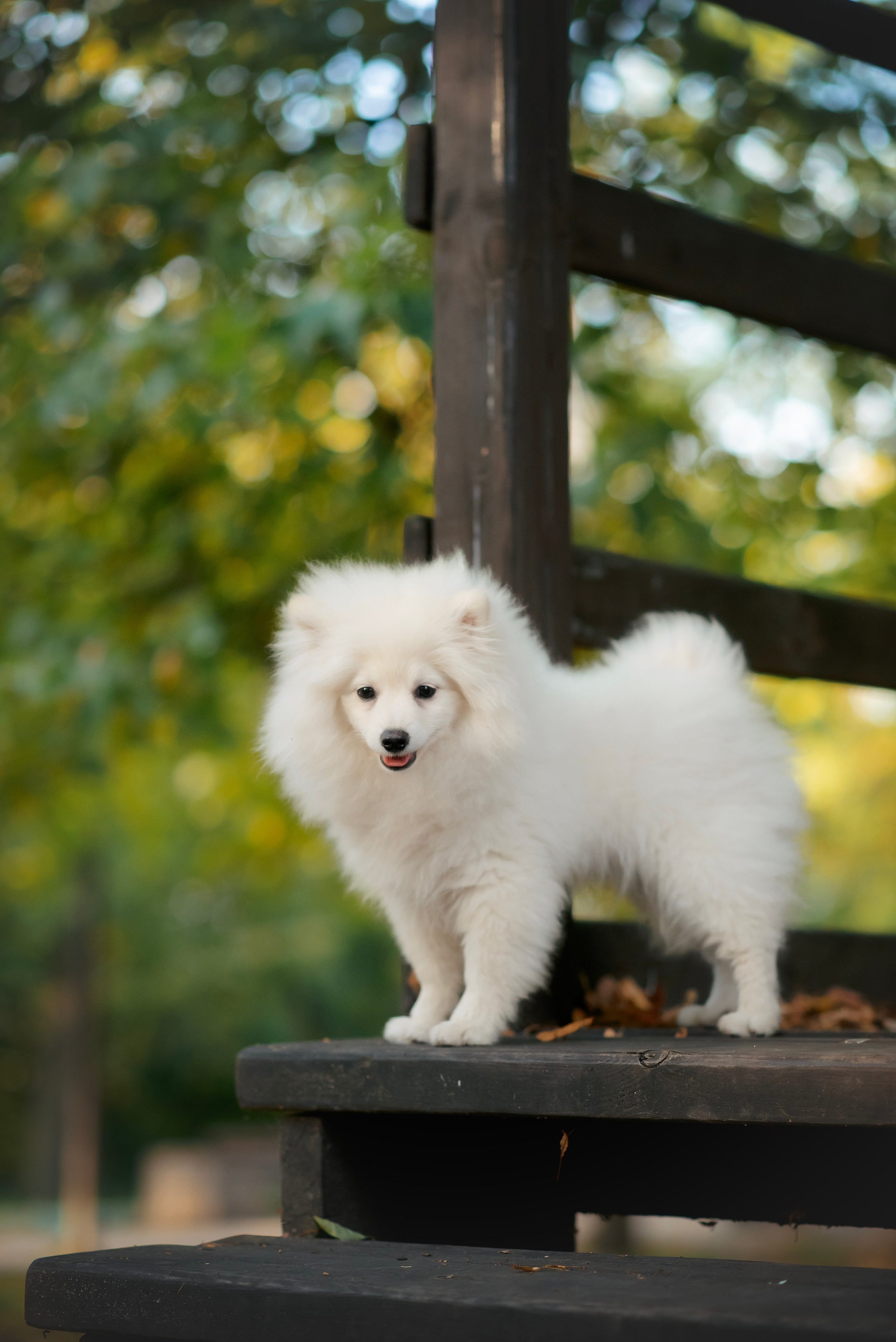 Малый немецкий шпиц — 18.09.2025. Фотограф — Анималист | Анна Абрамова