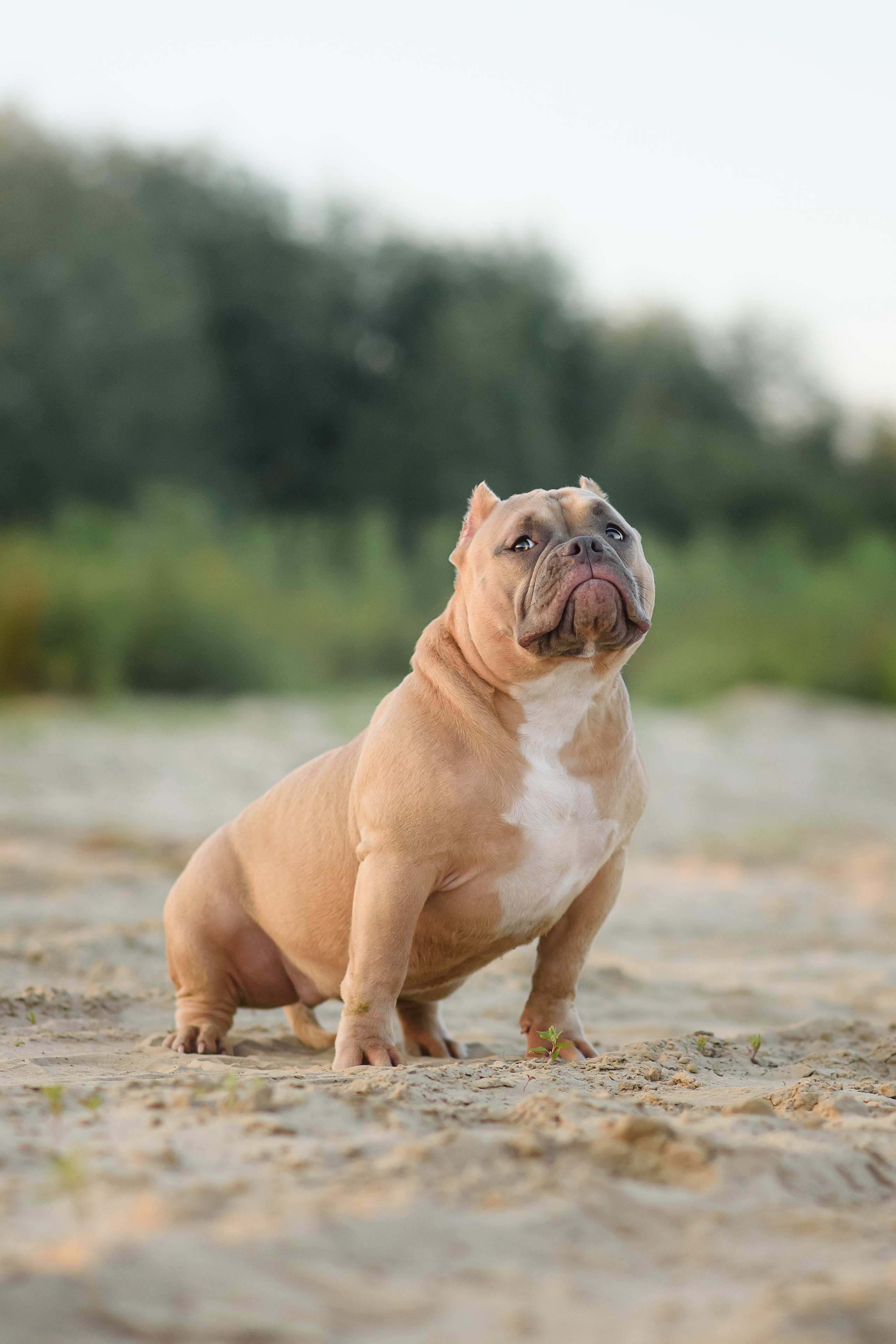 Аляска — Амбулли — 23.08.2024. Фотограф — Анималист | Анна Абрамова