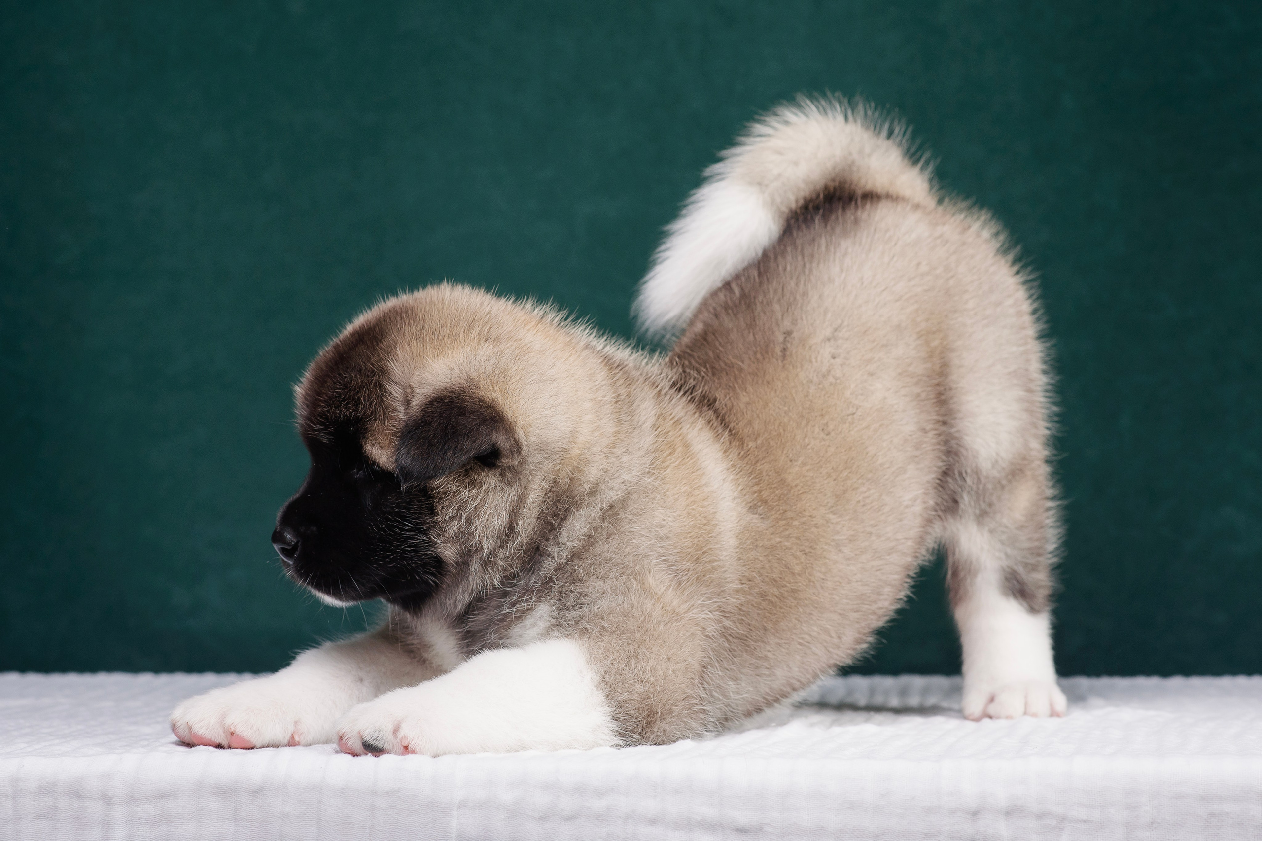 Щенки Американской Акиты. Фотограф — Анималист | Анна Абрамова