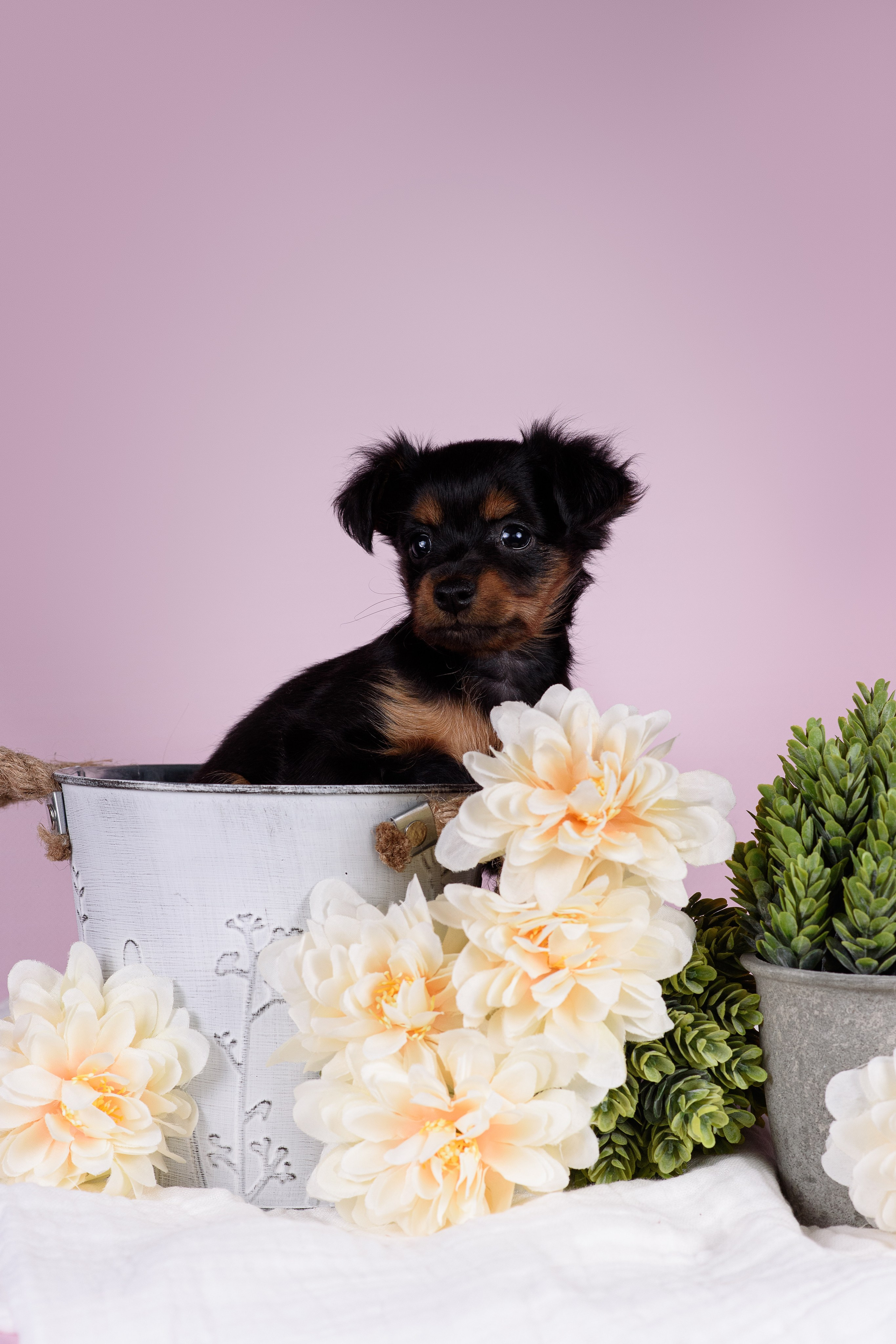 Щенки Пражских крысариков -13.04.2024. Фотограф — Анималист | Анна Абрамова