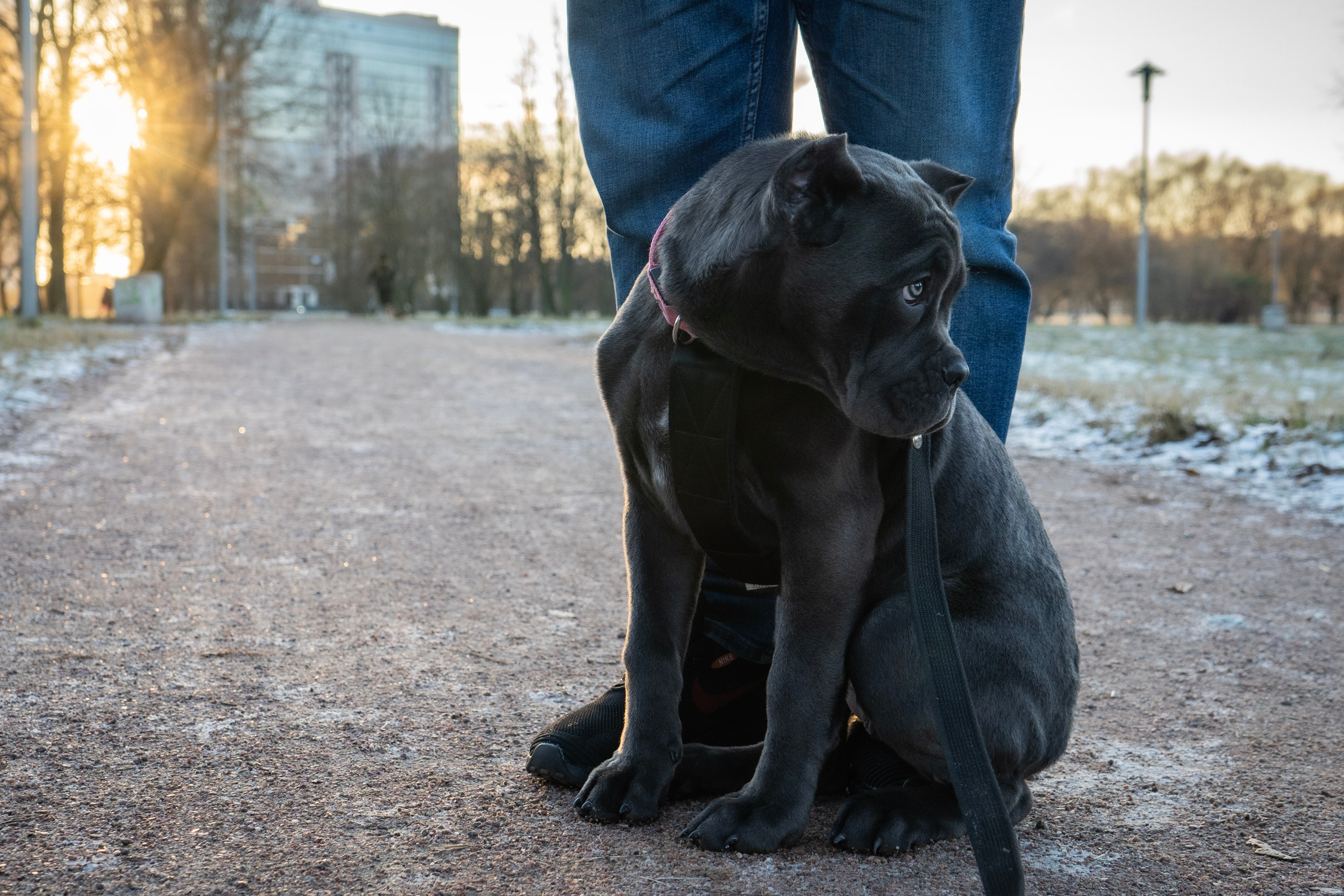Фотосессии Пушистиков. Фотограф в Санкт-Петербурге Виктория Барышникова