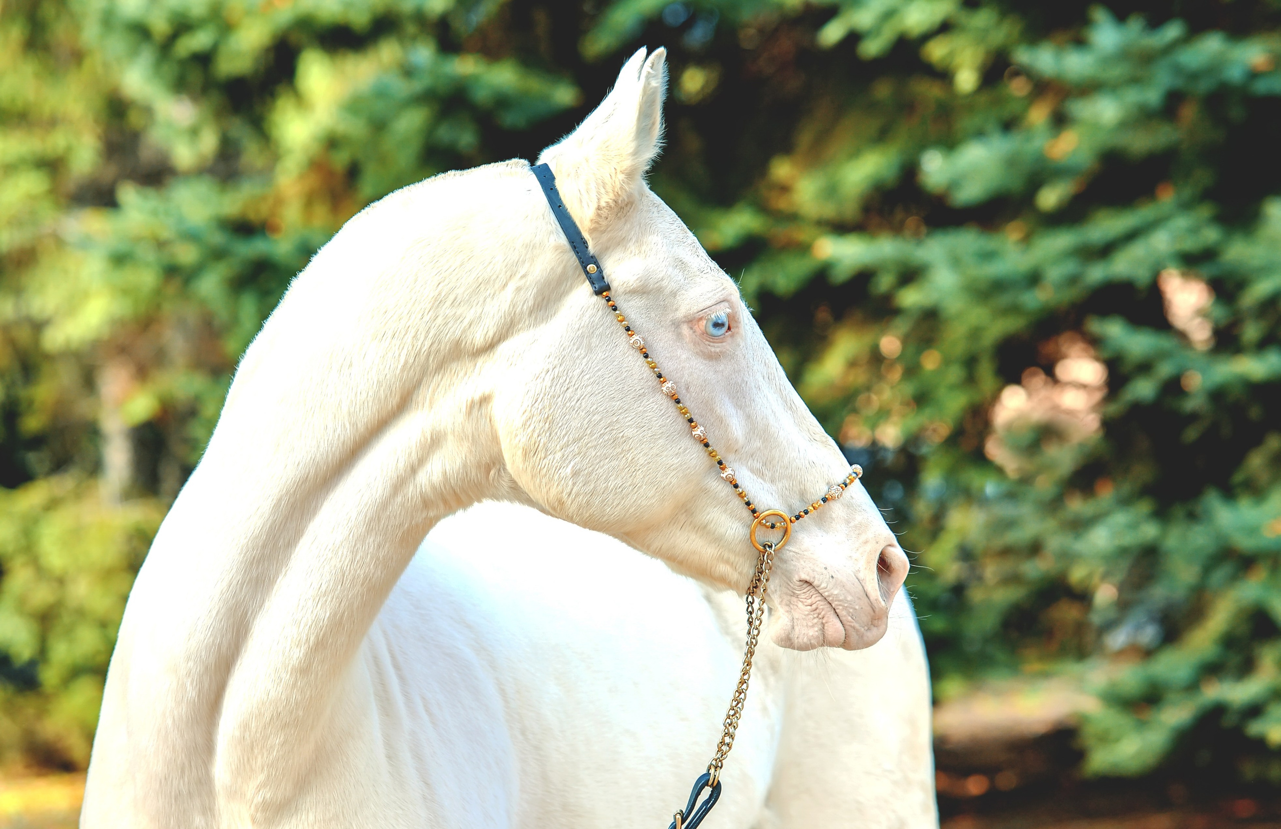 Съёмка лошадей. Конный портретный фотограф Наталья Шелест