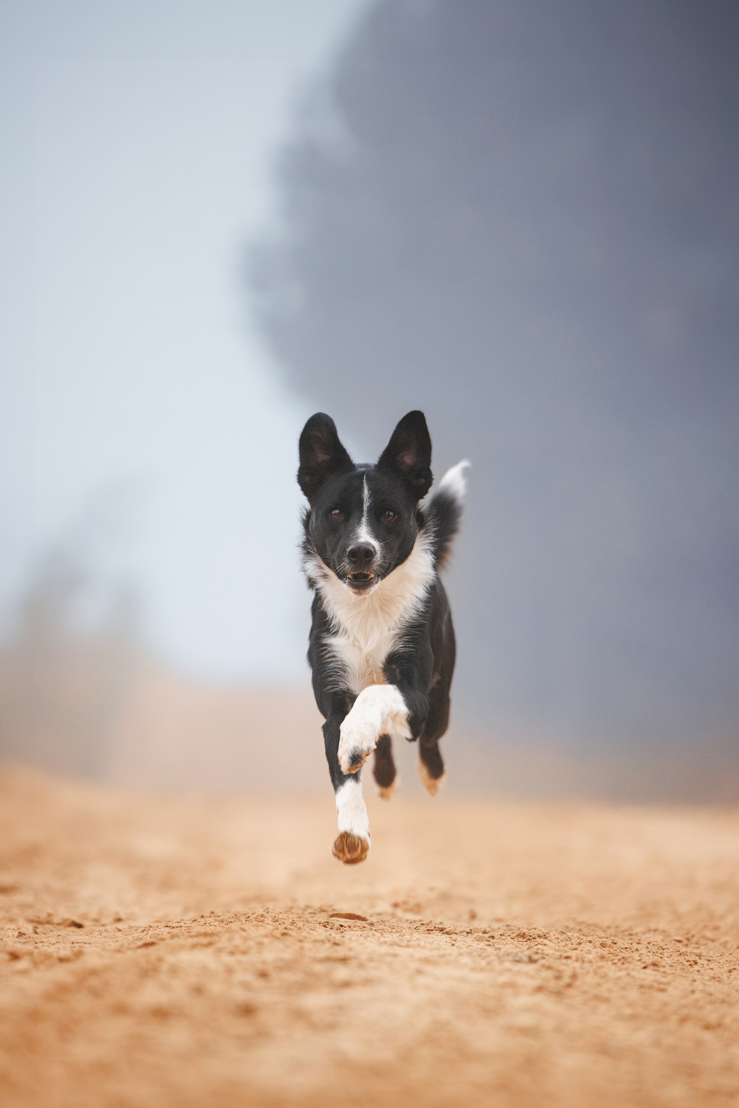 Лось. Фотограф анималист Осипчикова Мария