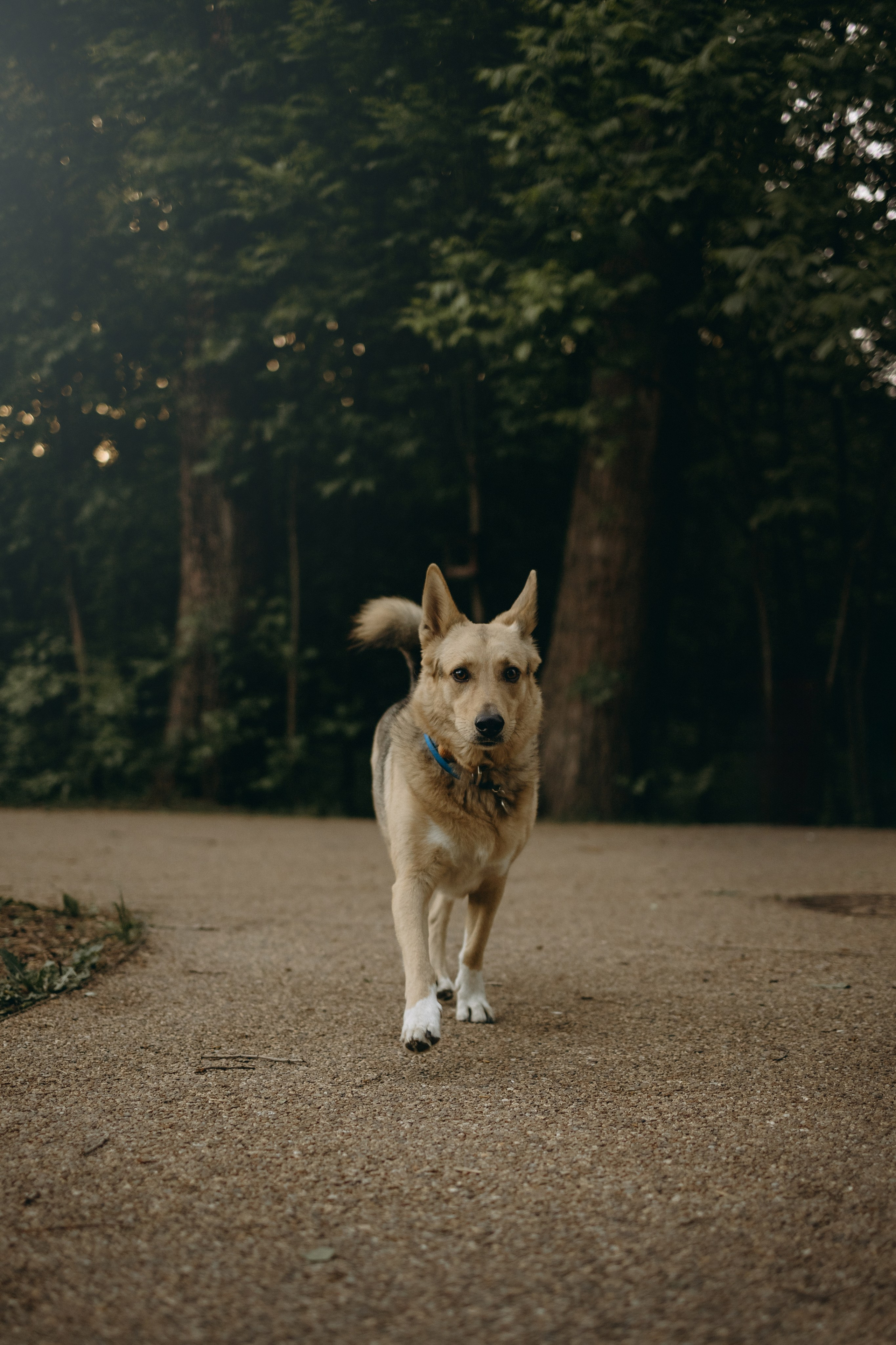 Татьяна, Сергей и их Булочка и Пончик. Фотограф — Анималист | Санкт-Петербург