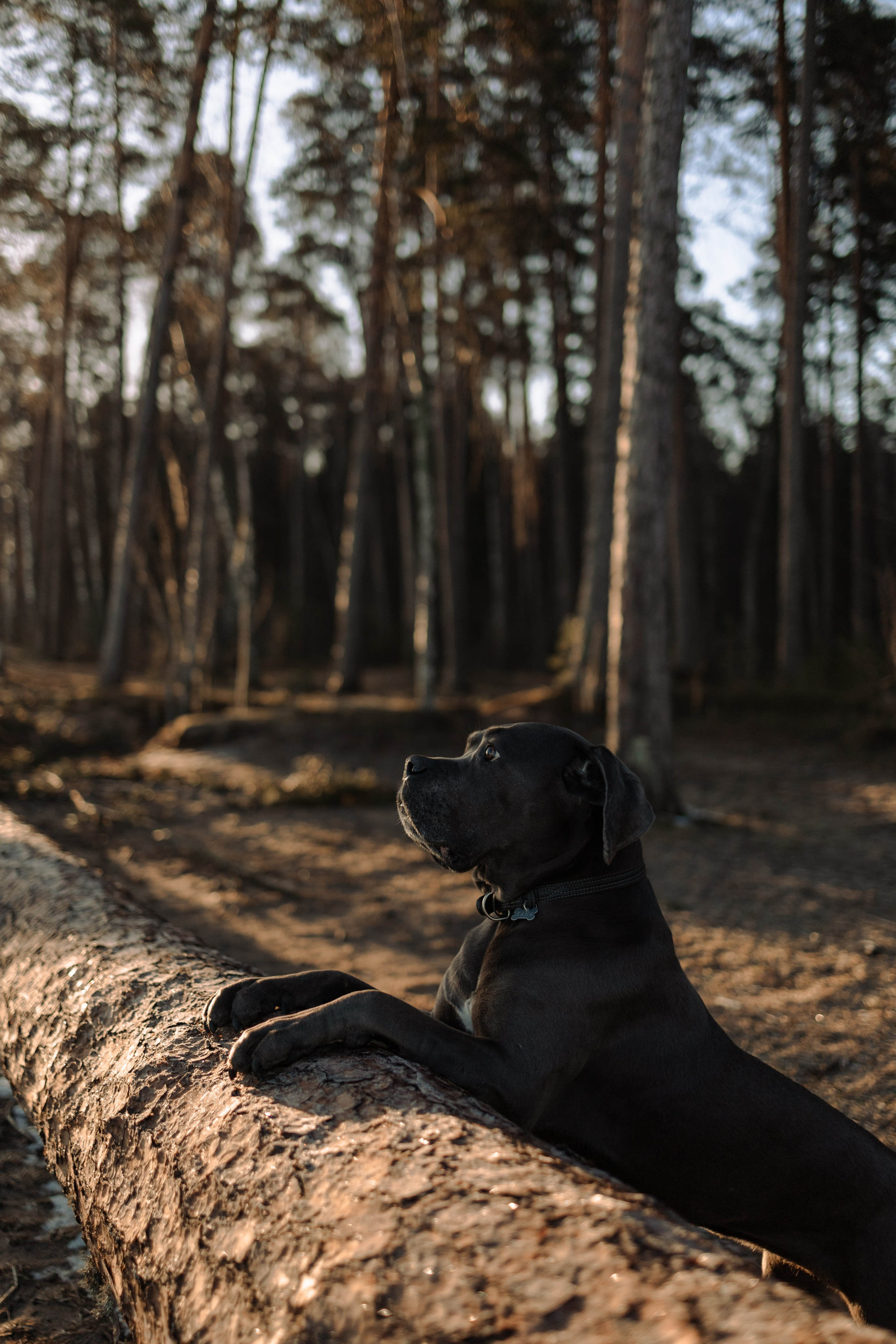 Анна и Лана. Фотограф — Анималист | Санкт-Петербург
