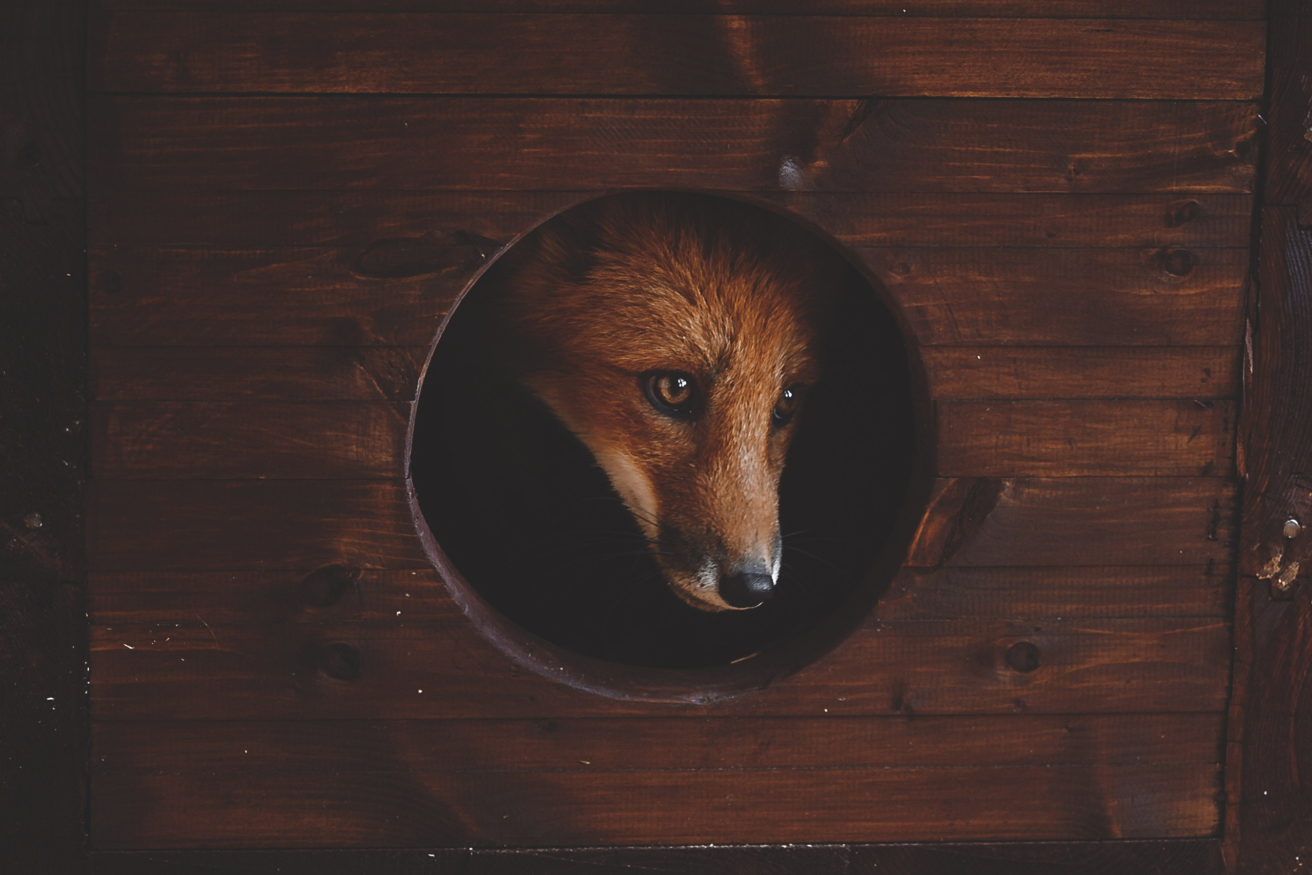 Фотосессия животных в Ижевских, фотограф животных. Детский, семейный фотограф в Ижевске и Москве Аксинья Лысенкова ADEN
