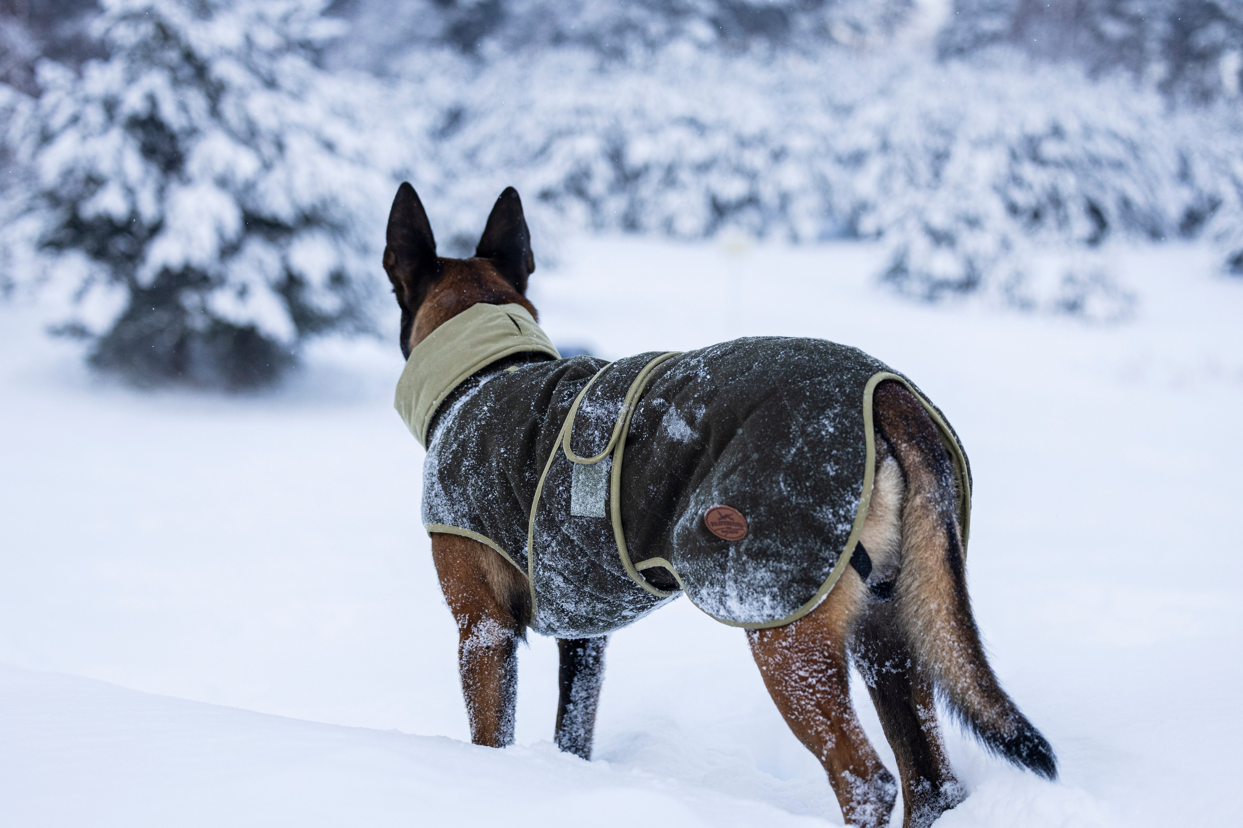 Брейвхунд. Фотограф-анималист Анна Маринич