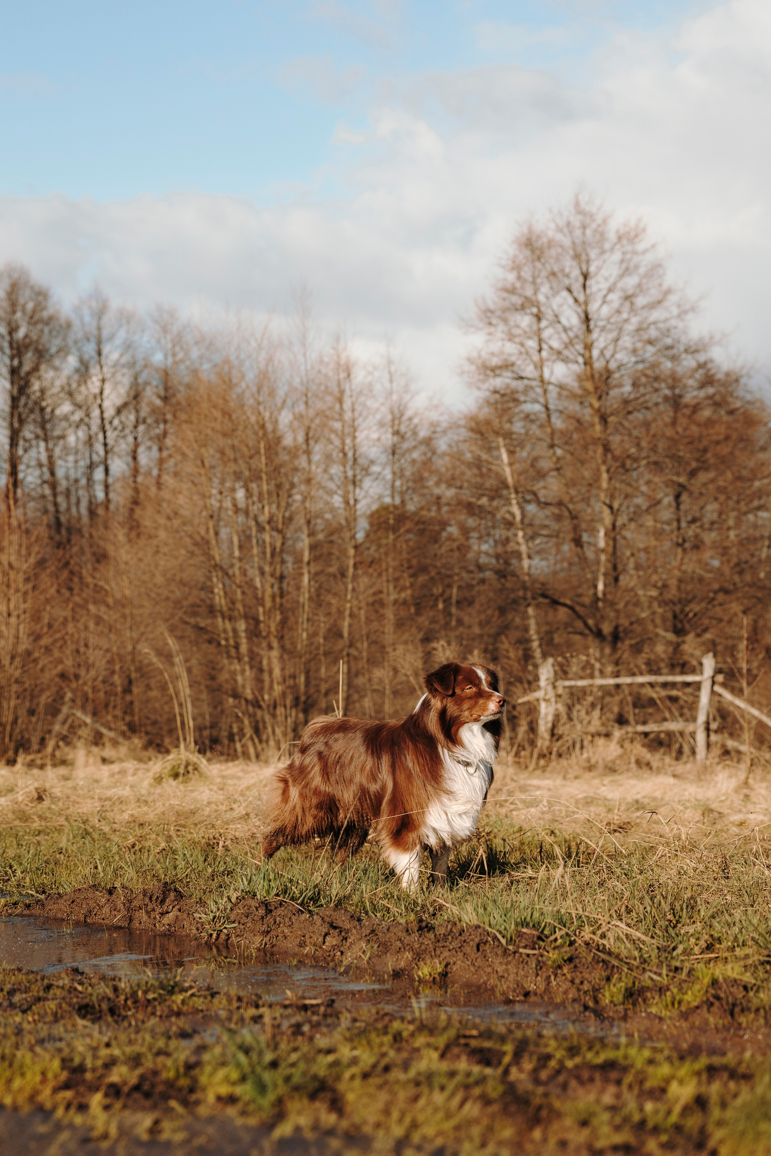 Смена в «DogCamp». Анастасия Белаш