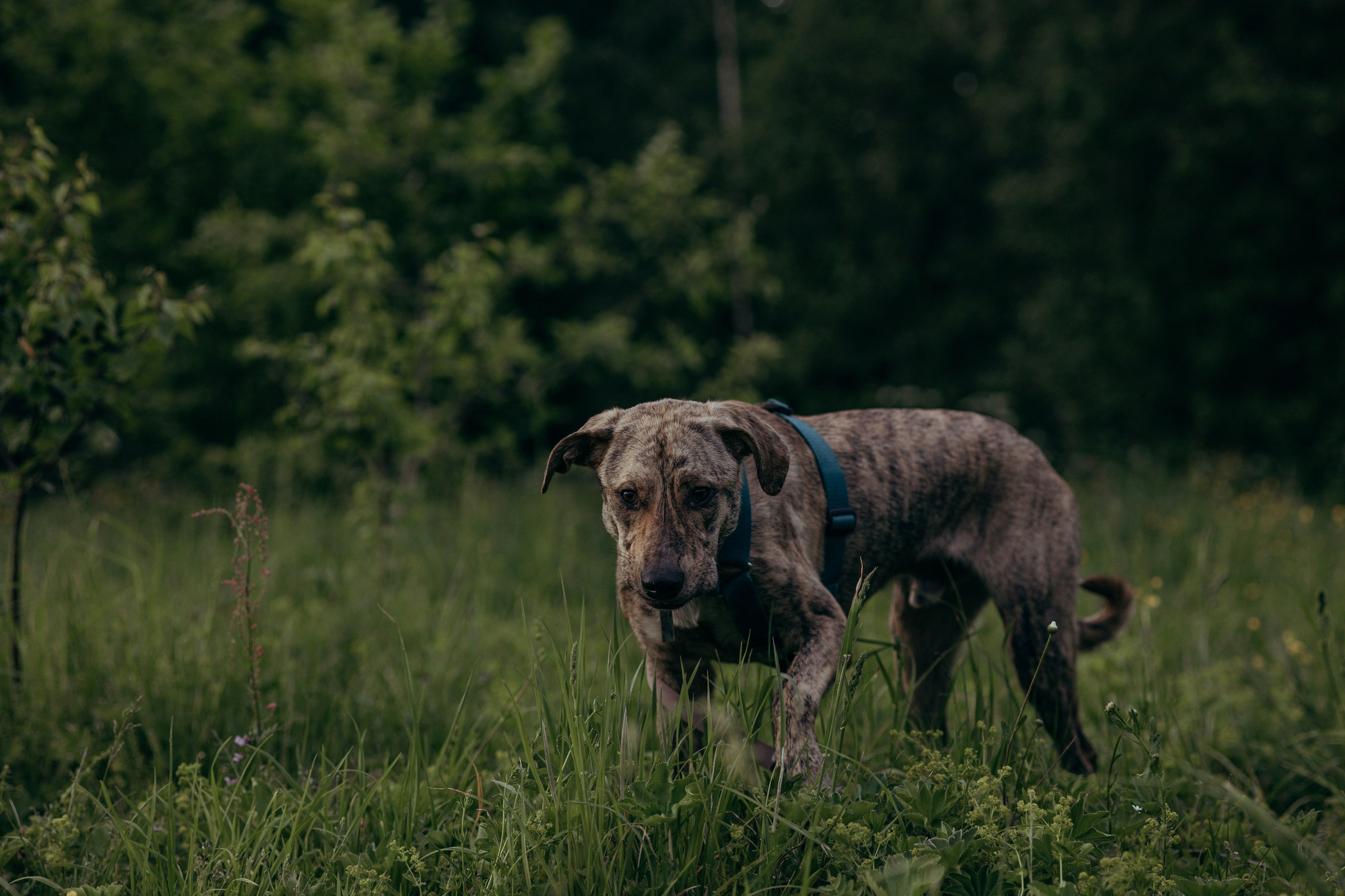 Съемка с собакой. Анастасия Белаш