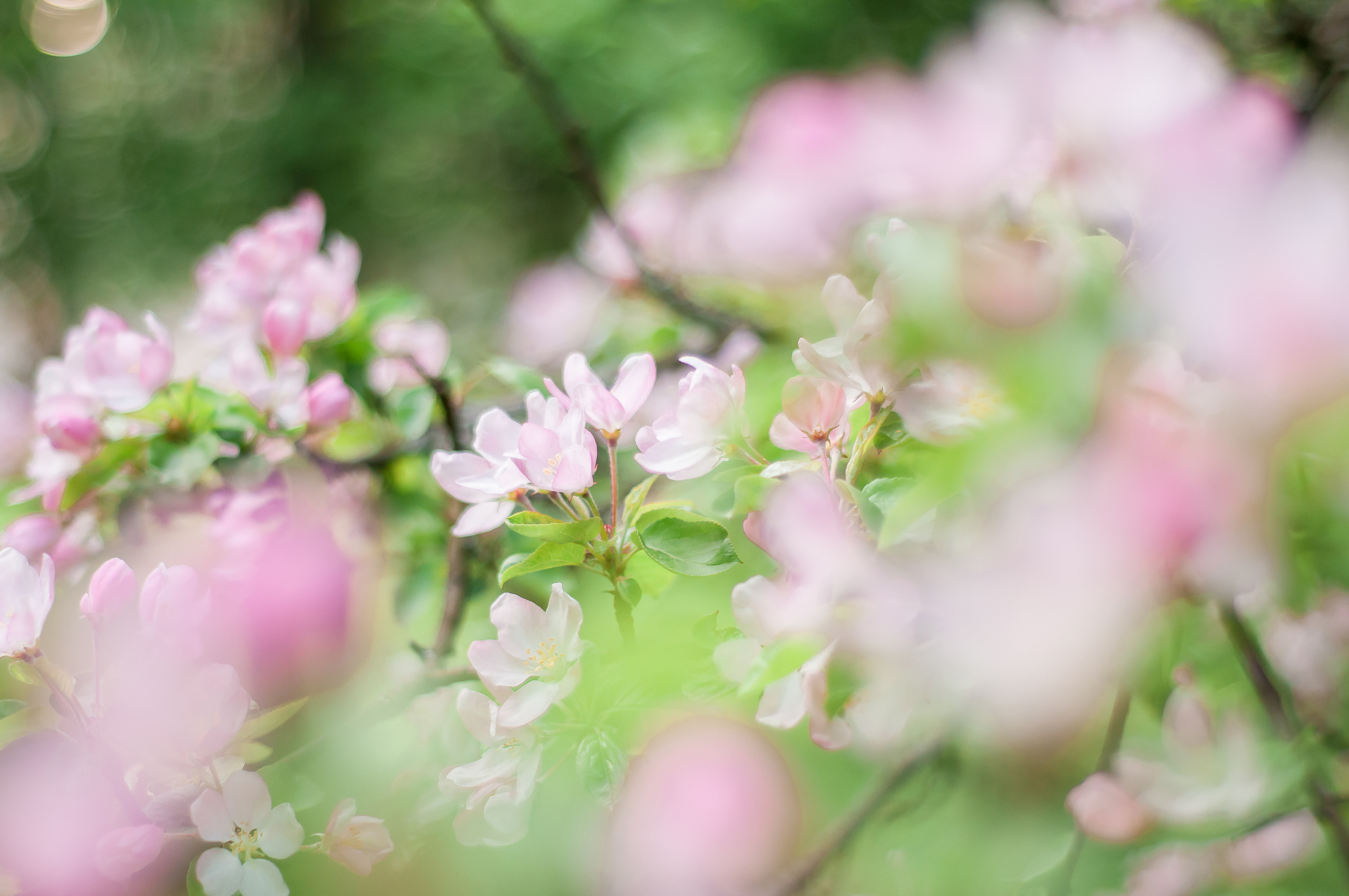 Весенняя фотосессия: «Цветение и дети». Семейный и детский фотограф в Ярославле, Максимова Светлана