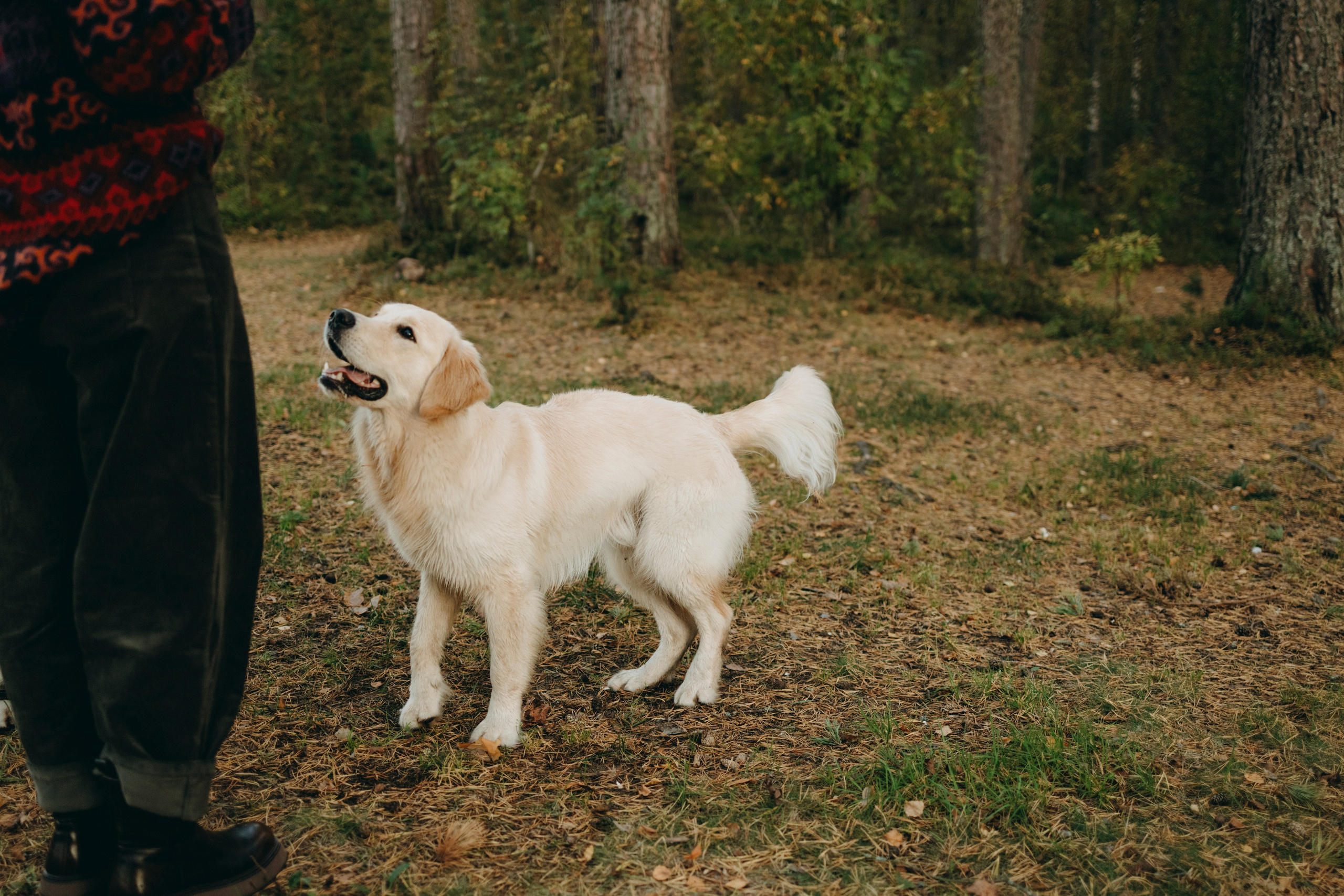 Прогулка Насти с Арчи и Арагоном. Фотограф-анималист в Санкт-Петеребурге Титова Алиса
