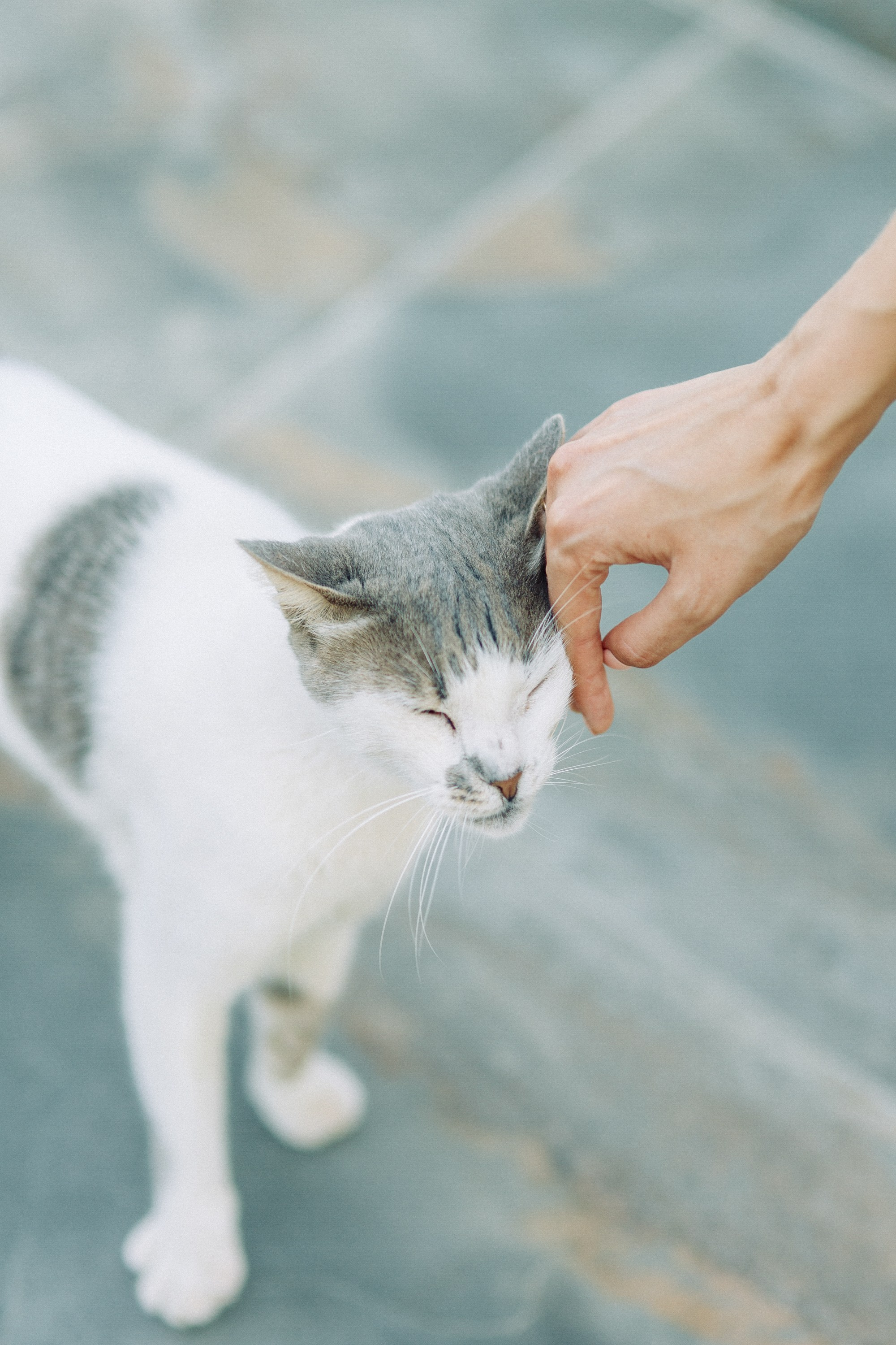 Европейская свадьба на Кипре