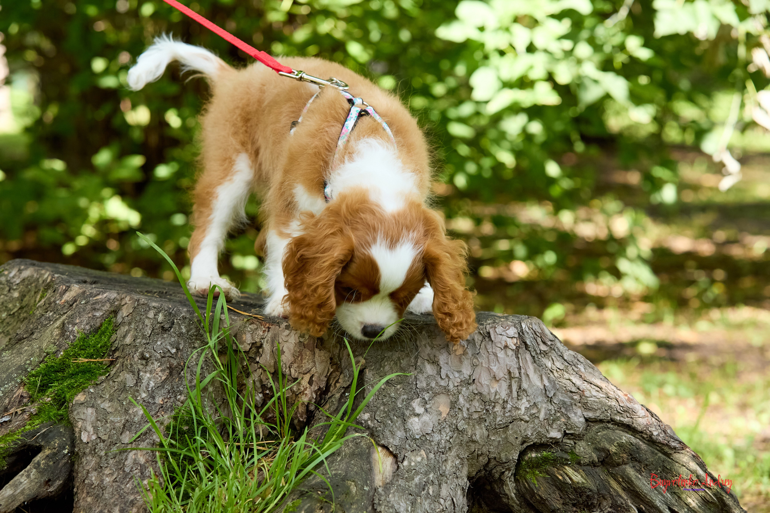 Фотопрогулка с кавалерами. Buyvolenko Andrey