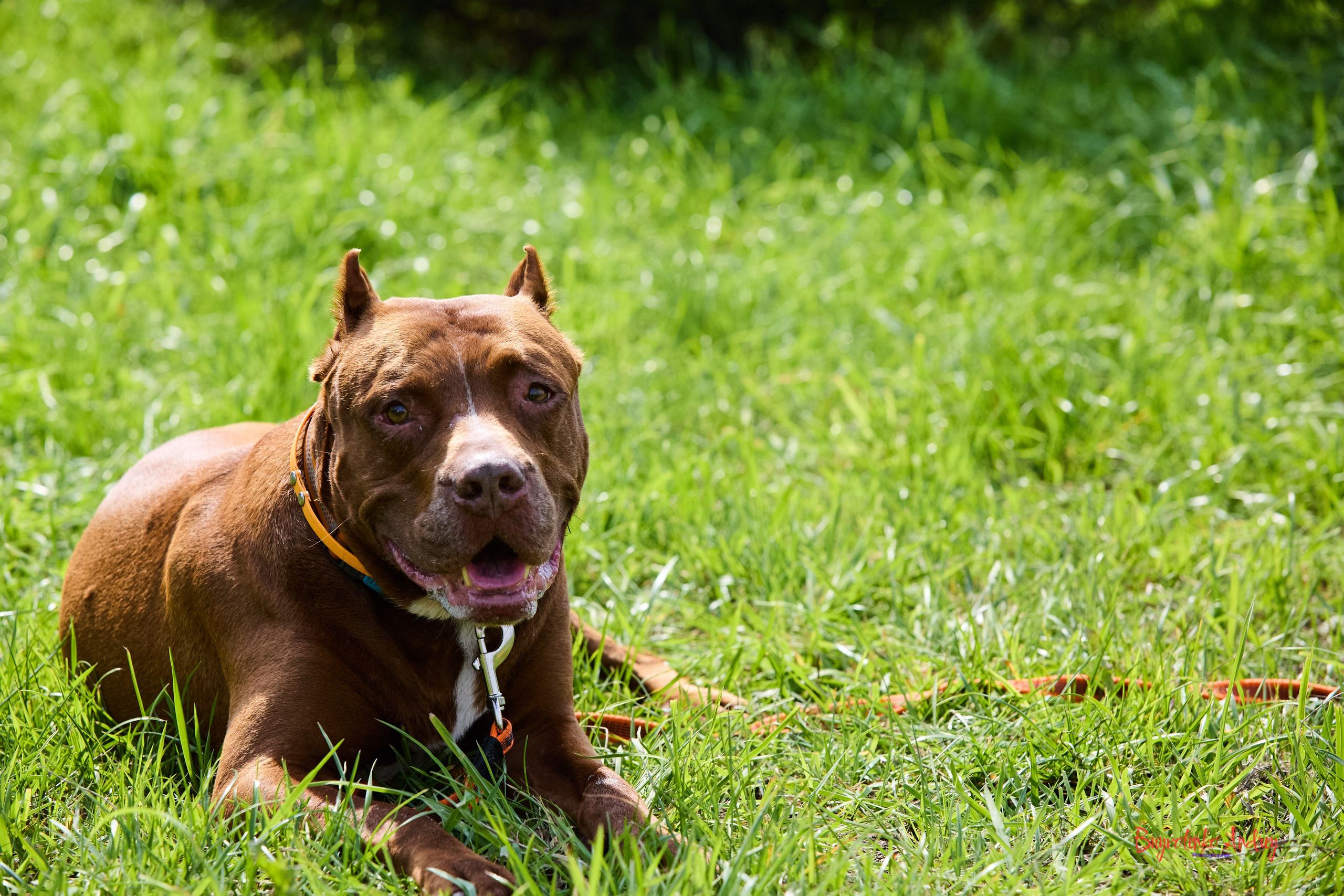 Проект фотопрогулка с хвостиком. Buyvolenko Andrey