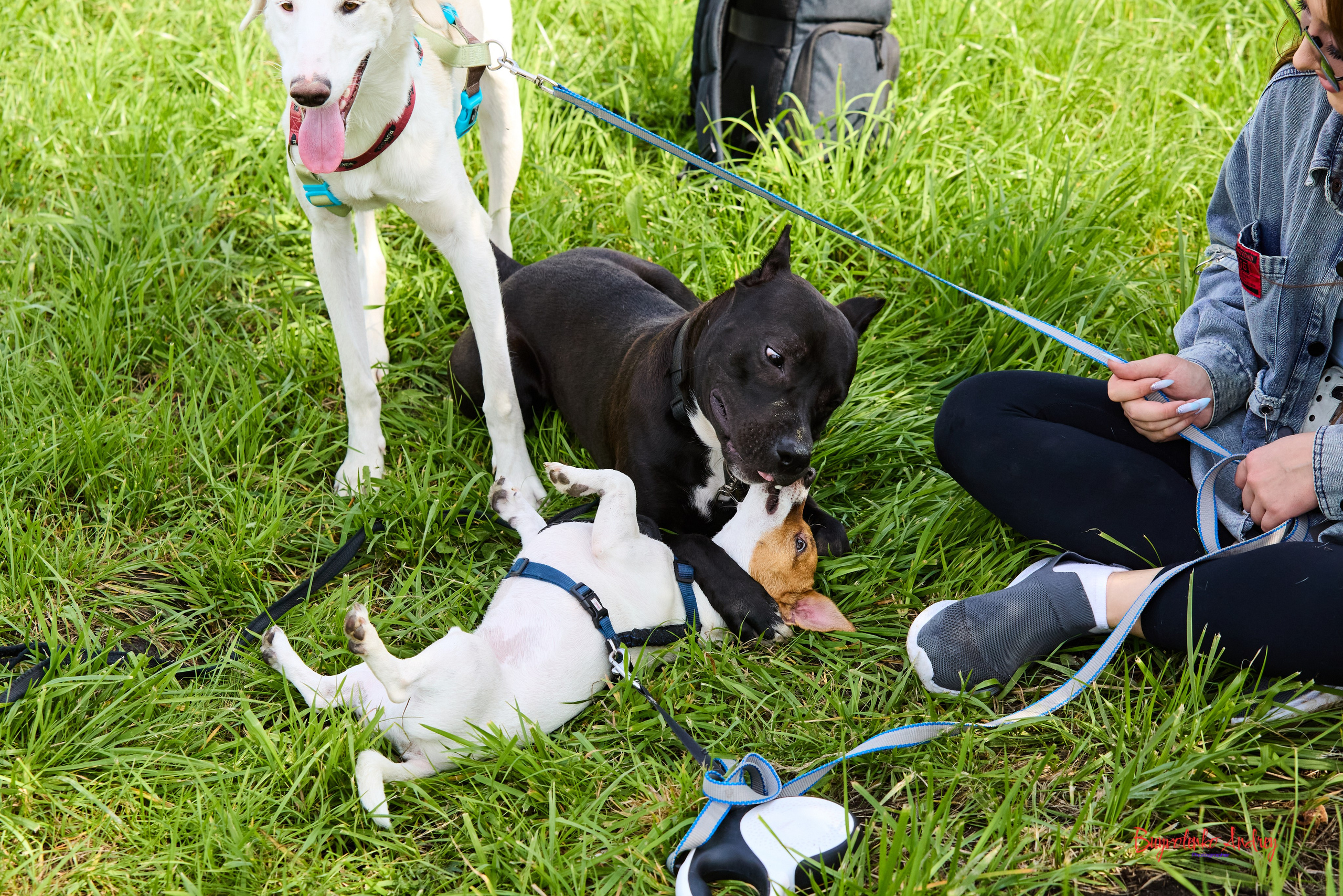 Проект фотопрогулка с хвостиком. Buyvolenko Andrey