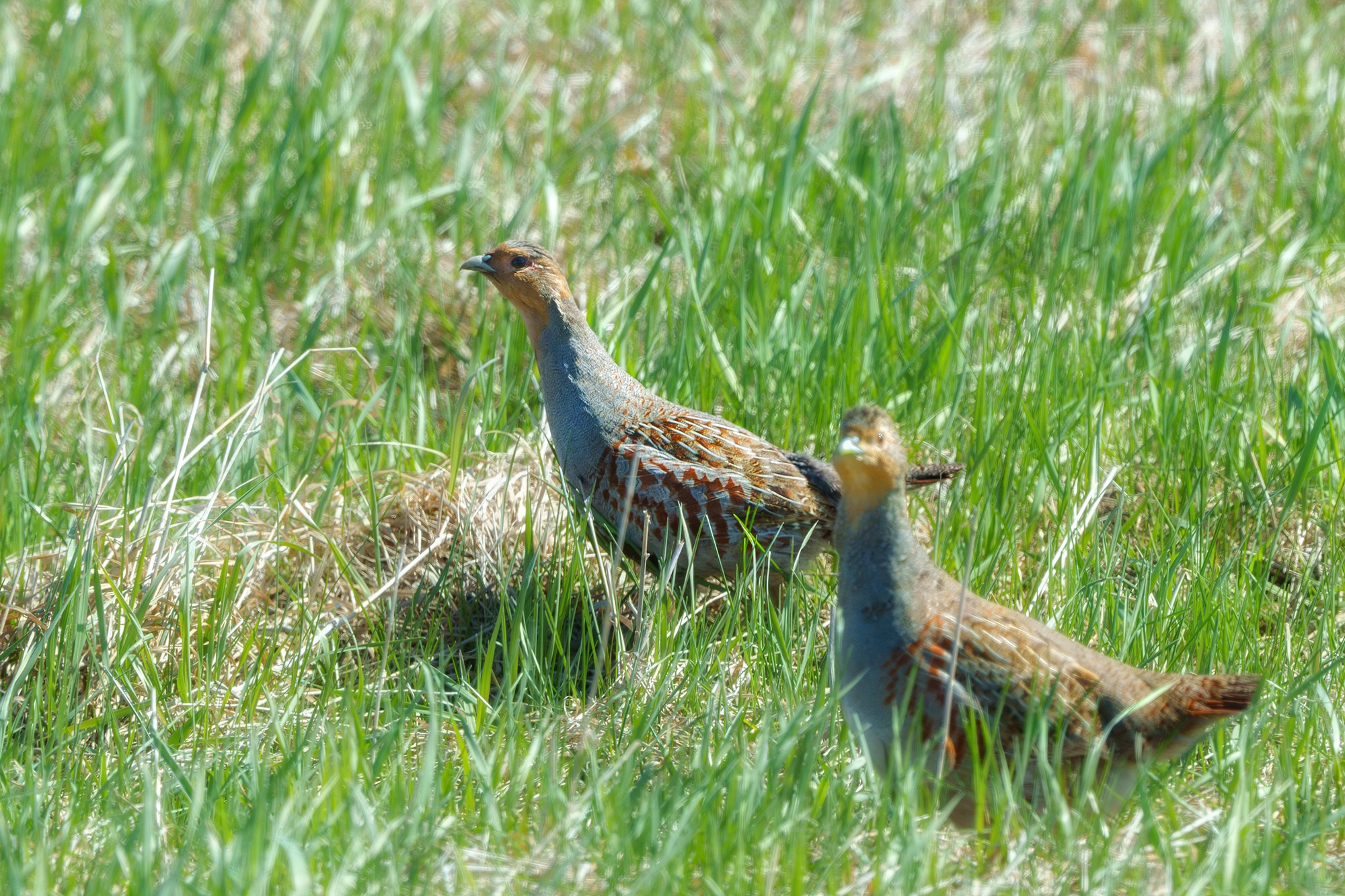 Удивительные мир птиц. Вокруг нас столько прекрасного — присмотритесь!. Ваш личный фотограф Марина Волкова