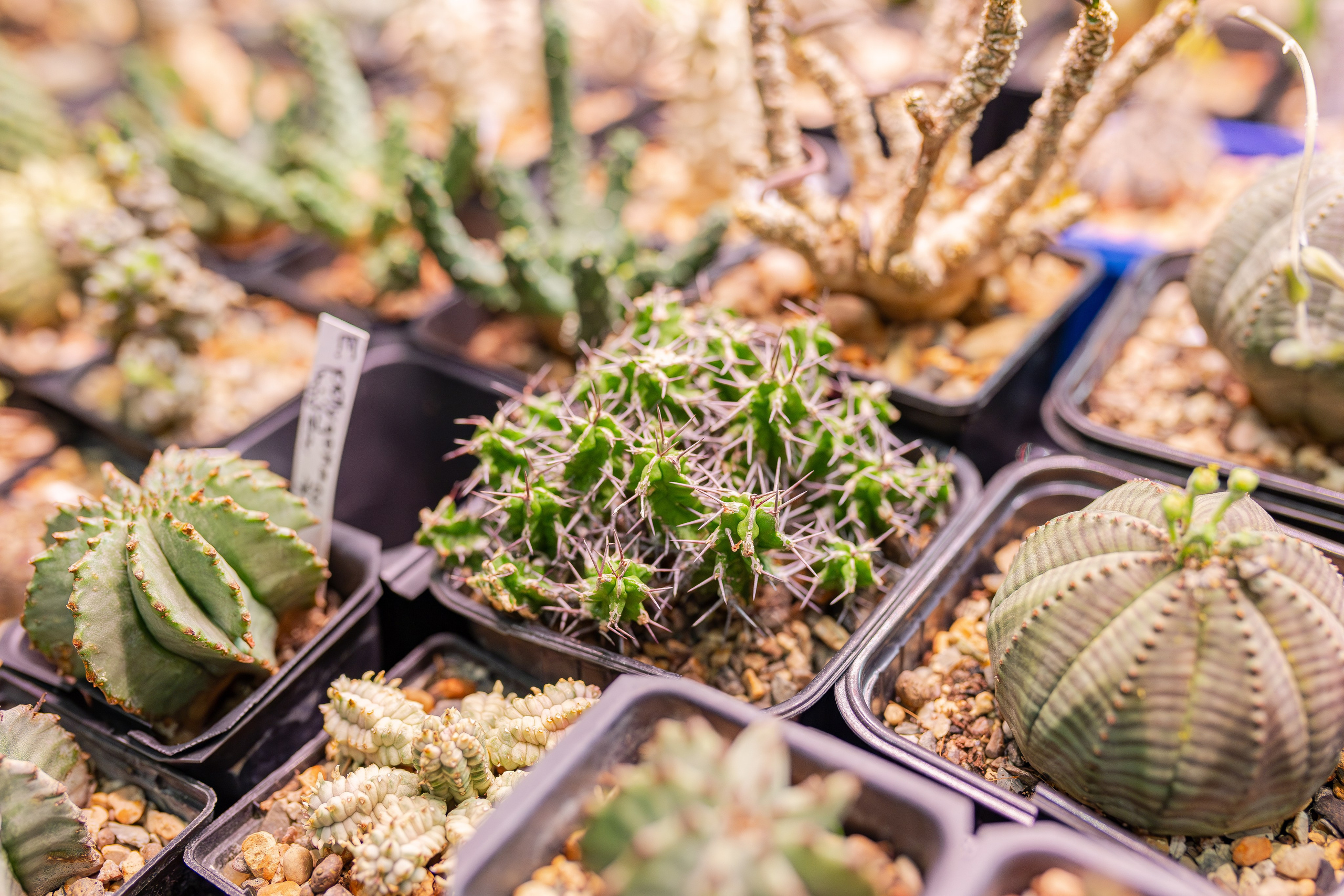 Монстериум апрель 2026. Александра Куликова фотограф, Москва