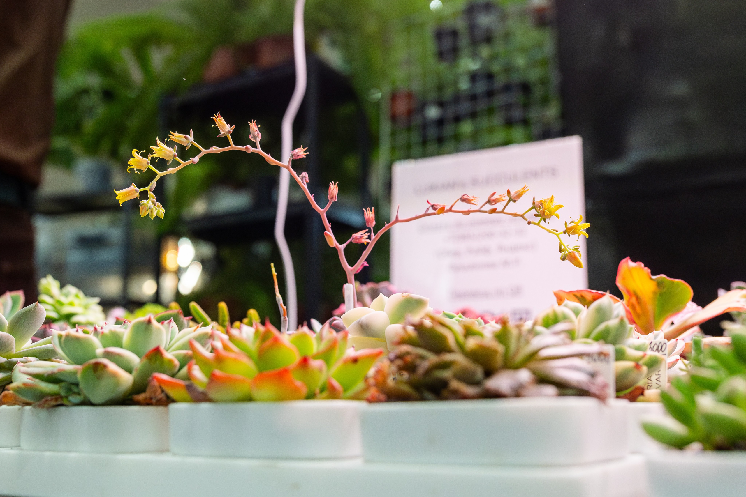 Монстериум 11–12 октября. Александра Куликова фотограф, Москва