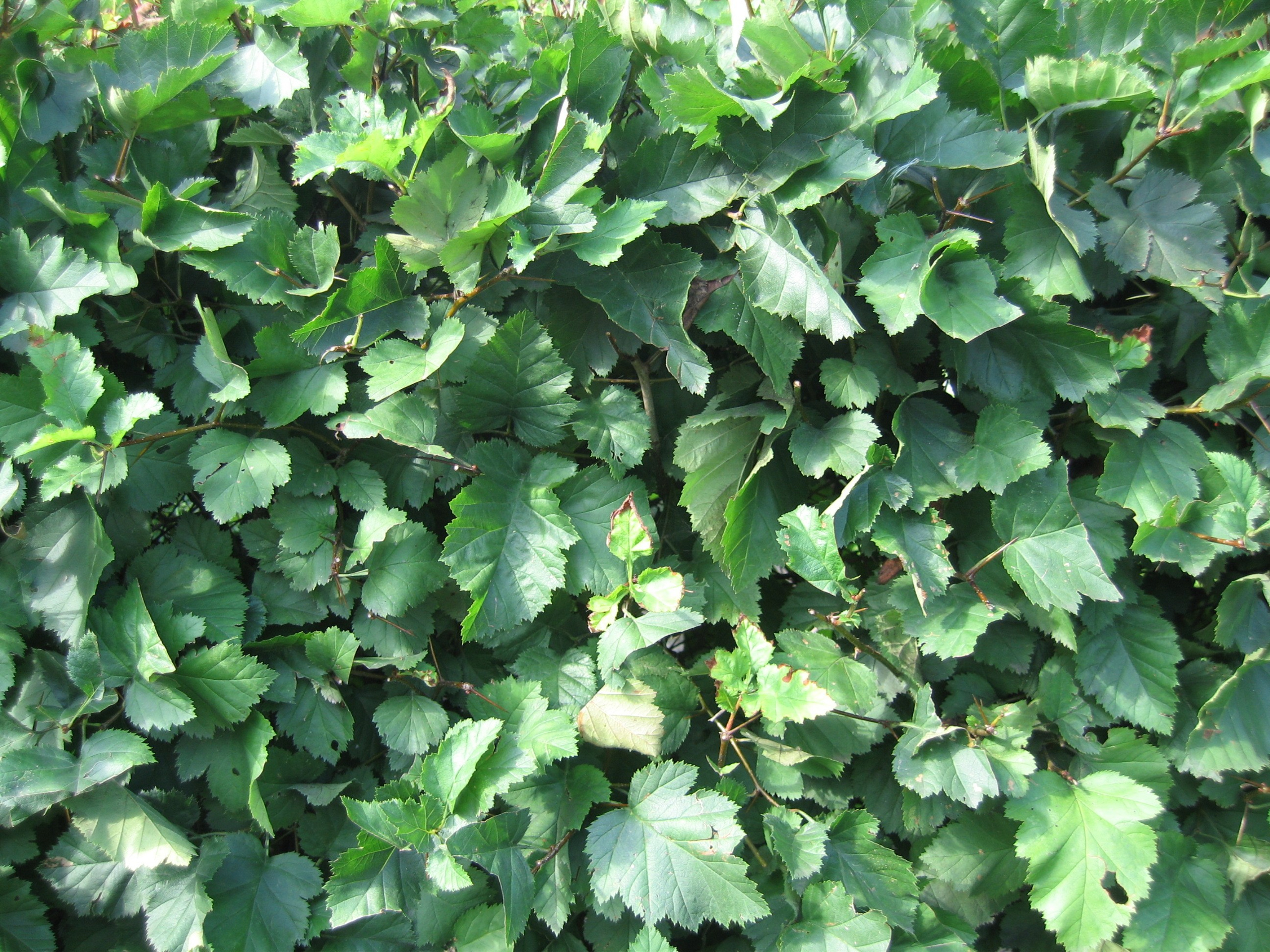 Густая зелёная листва с зубчатыми краями. Листья расположены плотно друг к другу.