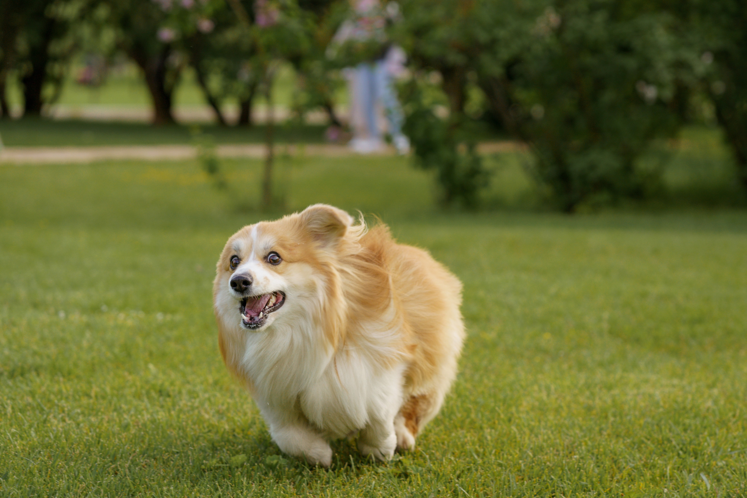 Катя, Арсений и Пух. Свадебный фотограф в Москве Анна Полушина