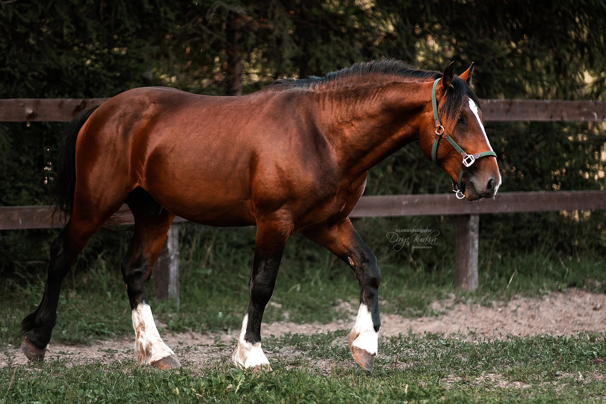 Волконский. Конный фотограф Куракина Дарья • Фотосессии с лошадьми